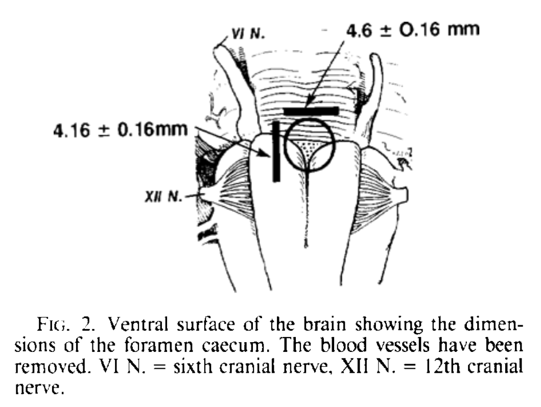 Foramen caecum schematische Abbildung