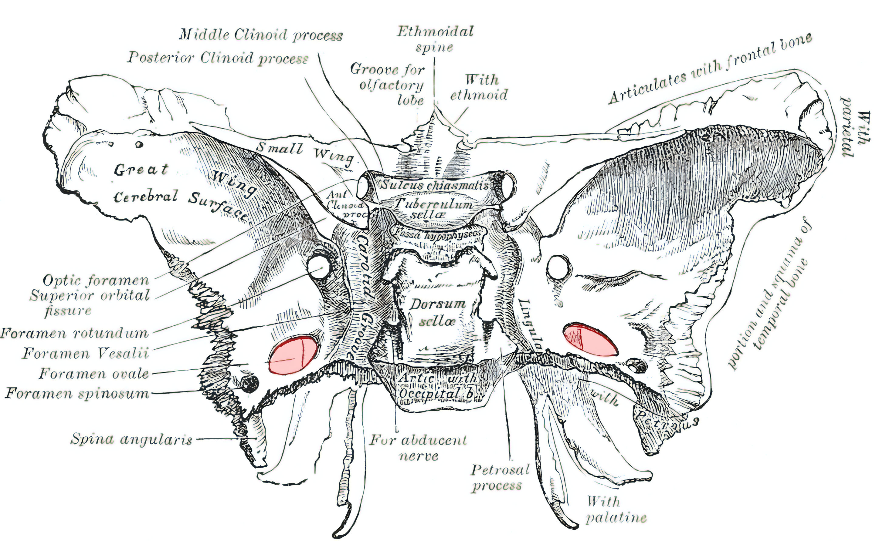 Foramen ovale schematisch