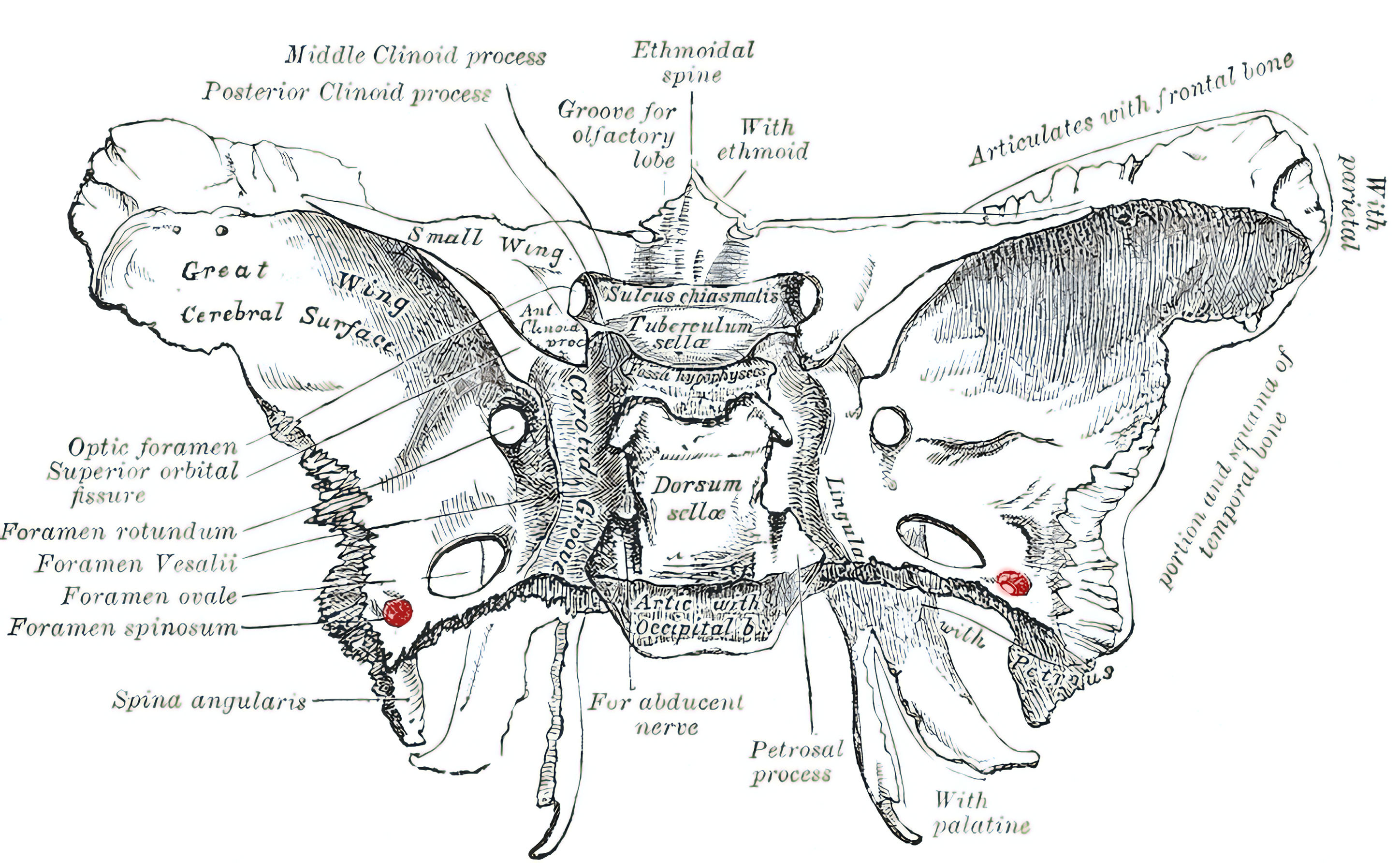 Foramen spinosum