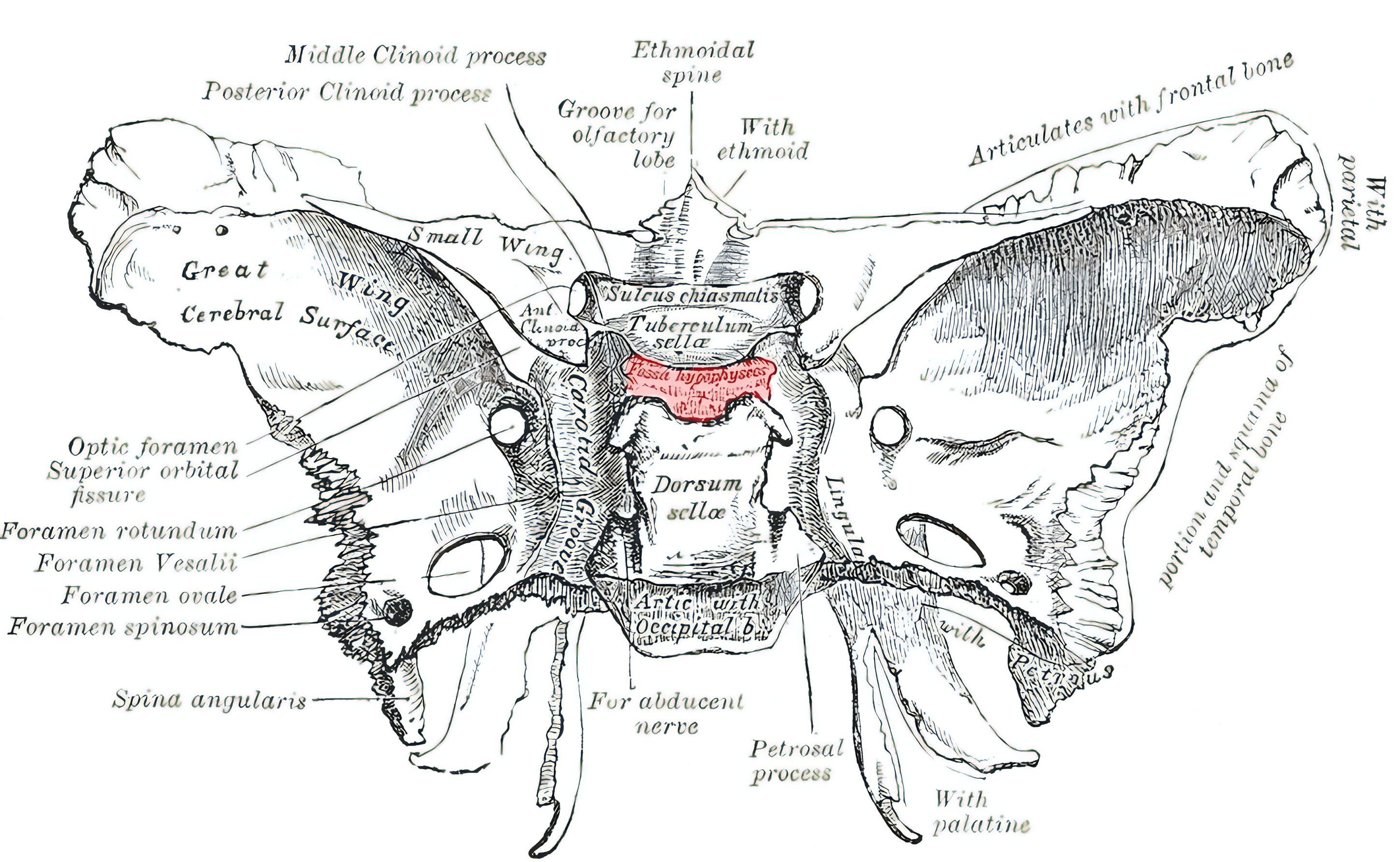 Schematische Abbildung der Fossa hypophysialis