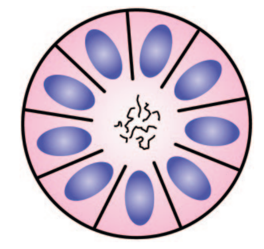 Homer Wright Rosette