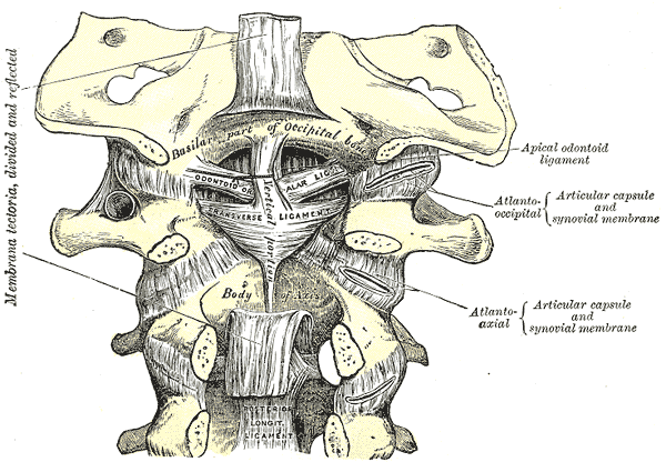 Ligamente des kraniozervikalen Übergang