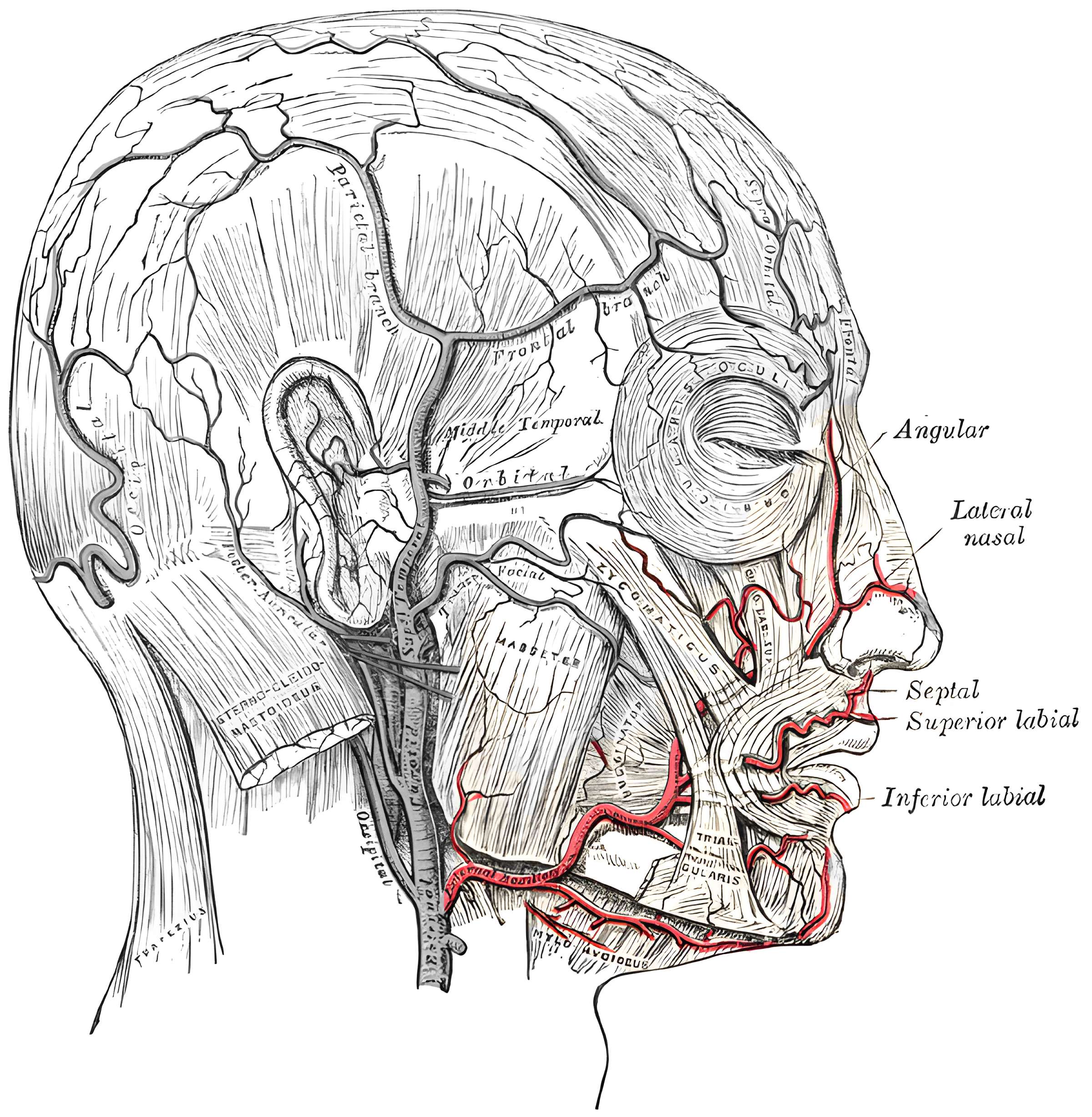 Arteria facialis Grays Anatomy