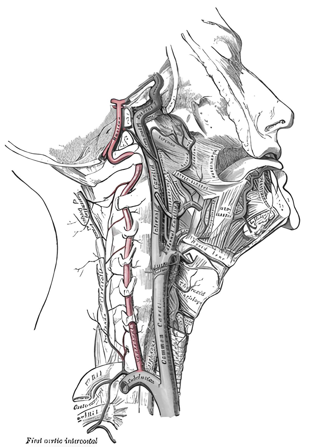 Arteria vertebralis