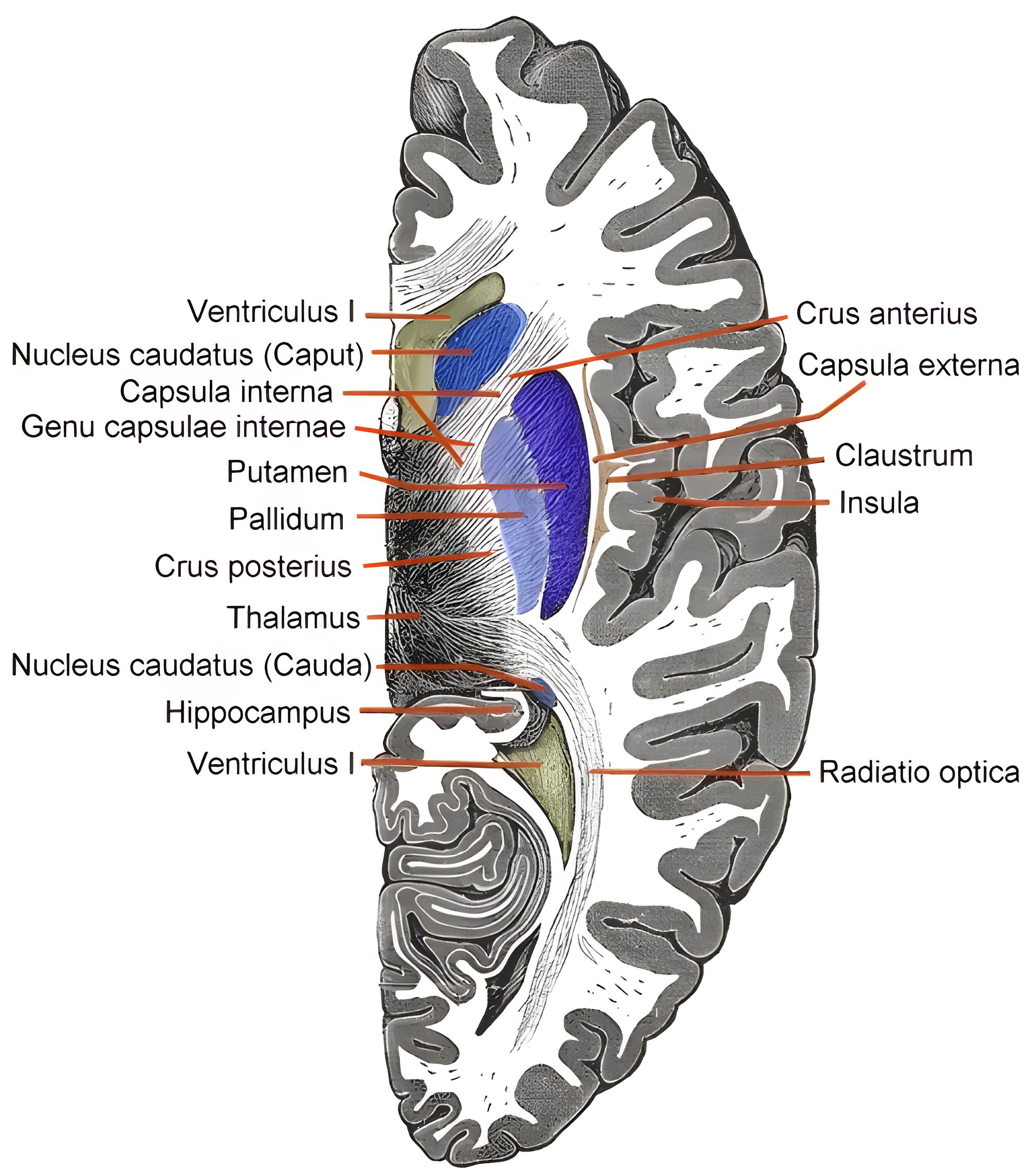 Schematische Abbildung der Capsula interna