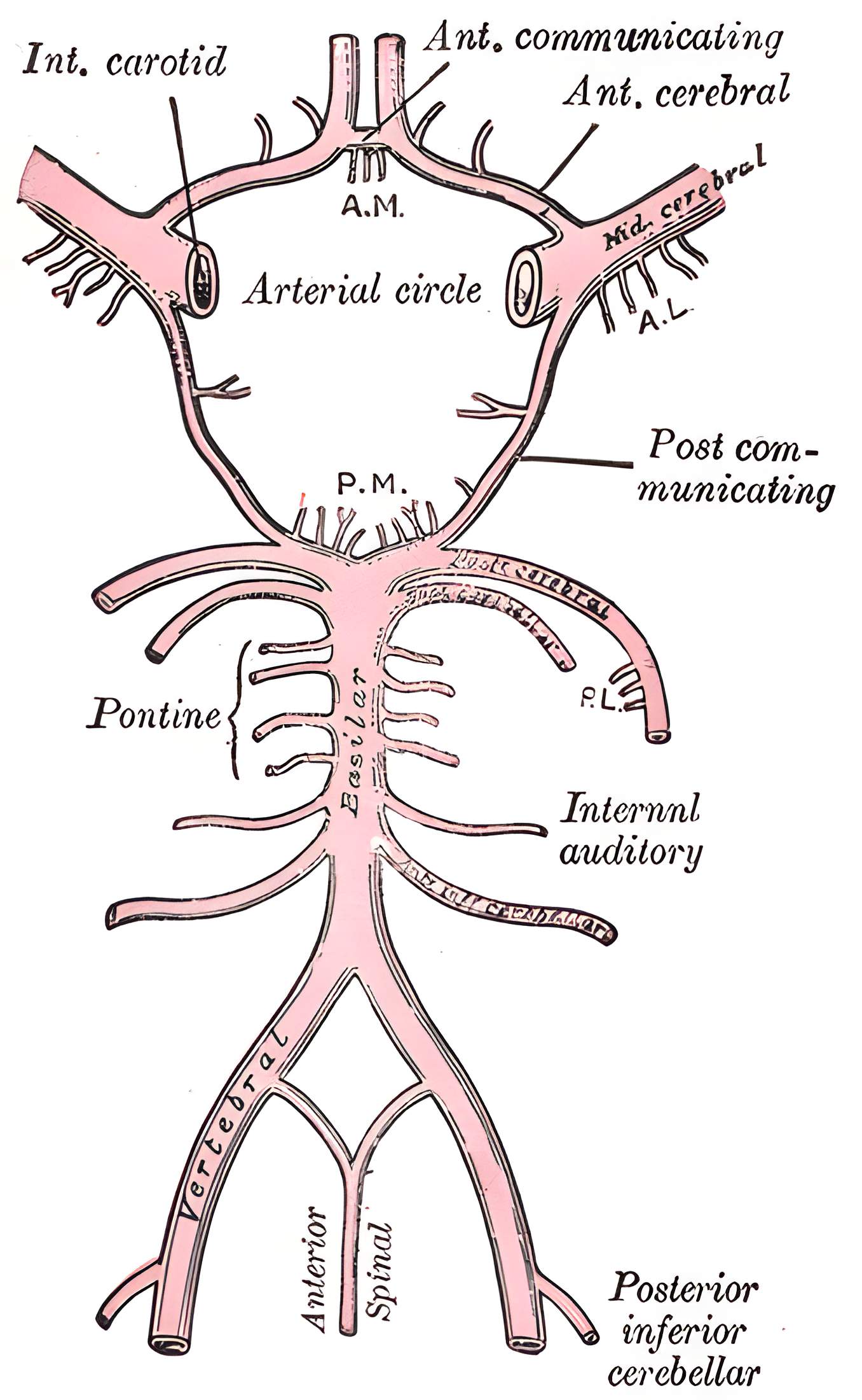 Circulus arteriosus willisi