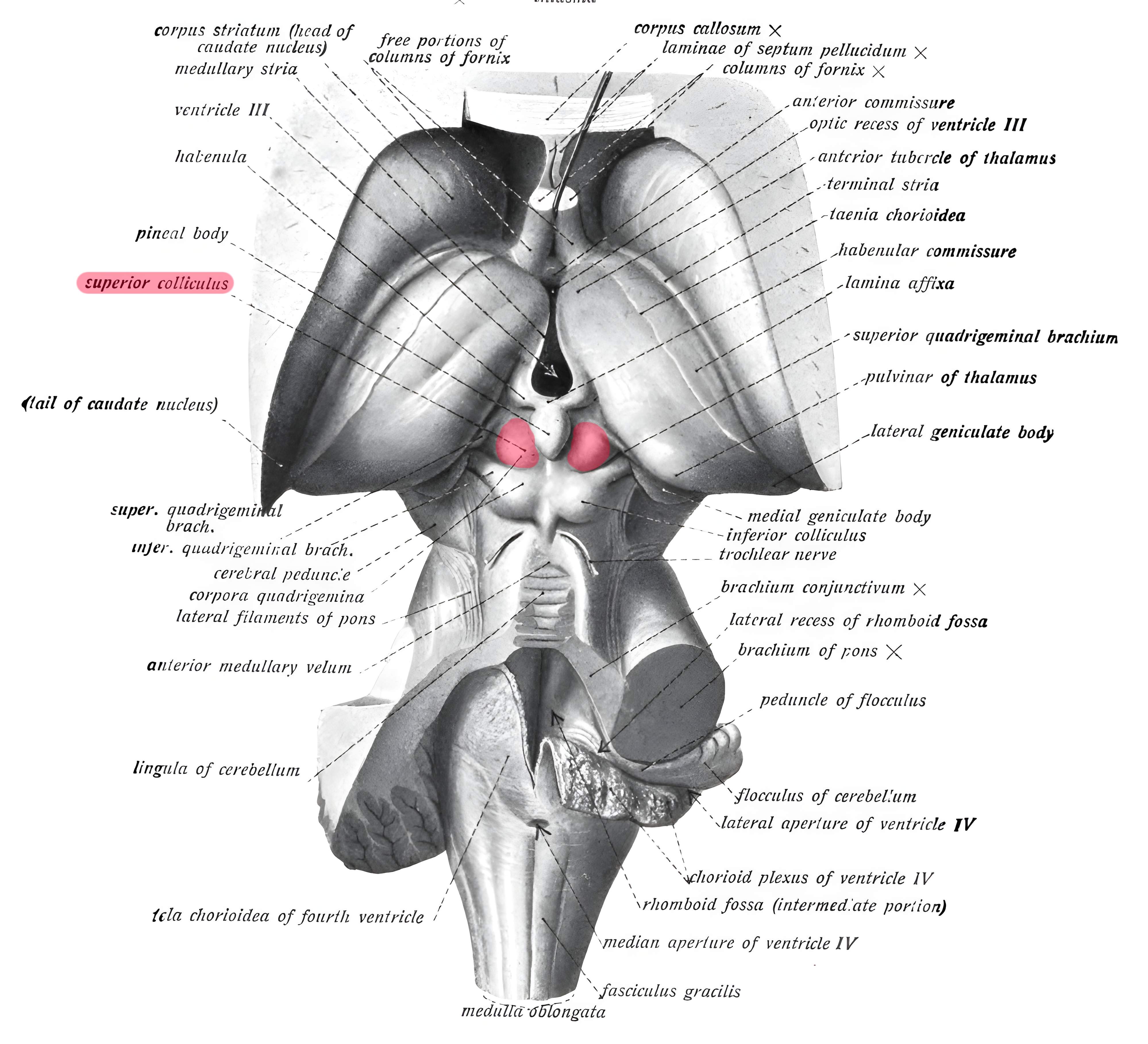 Colliculus superior Grays Anatomy