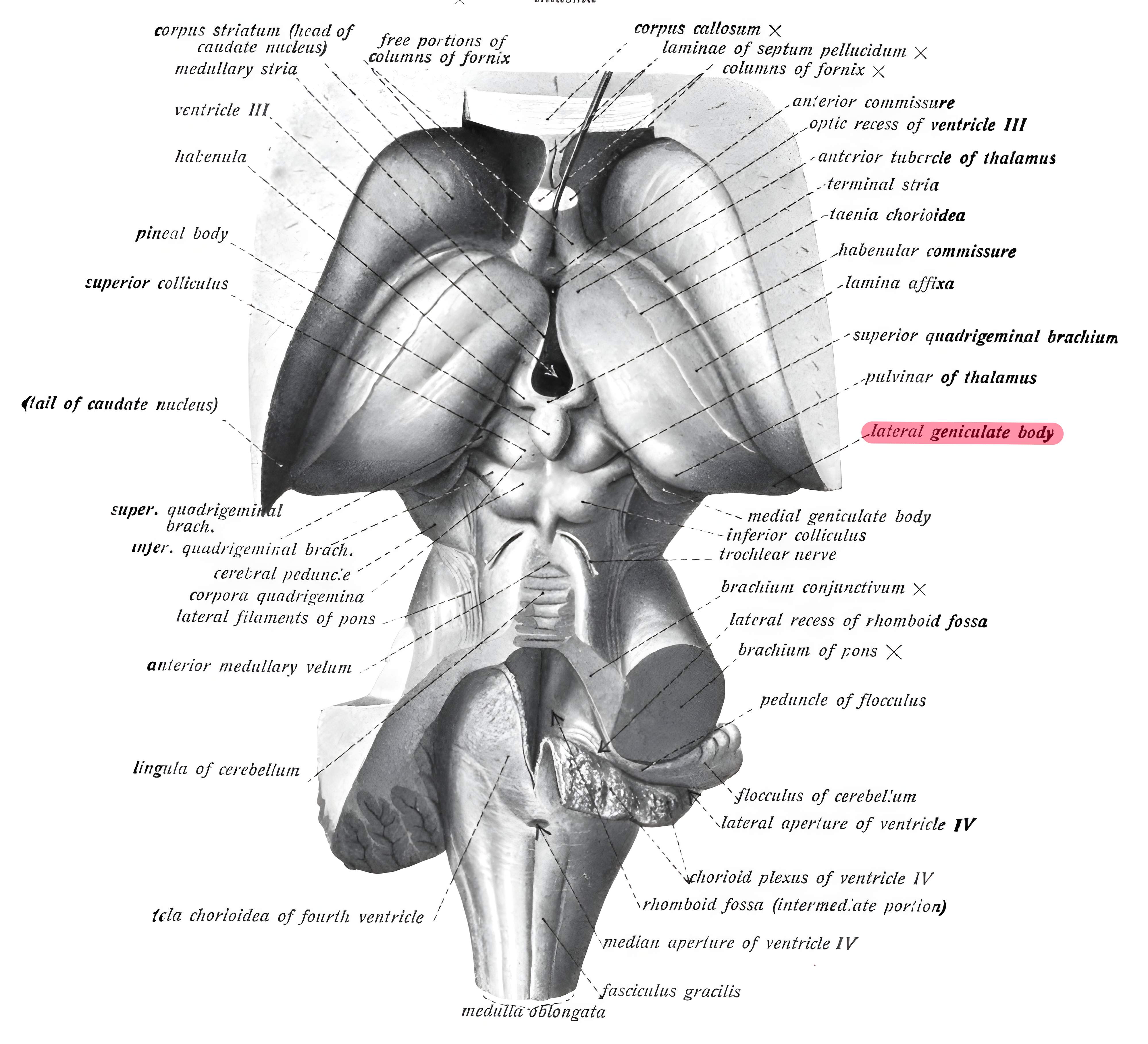 Corpus geniculatum laterale anatomische Zeichnung