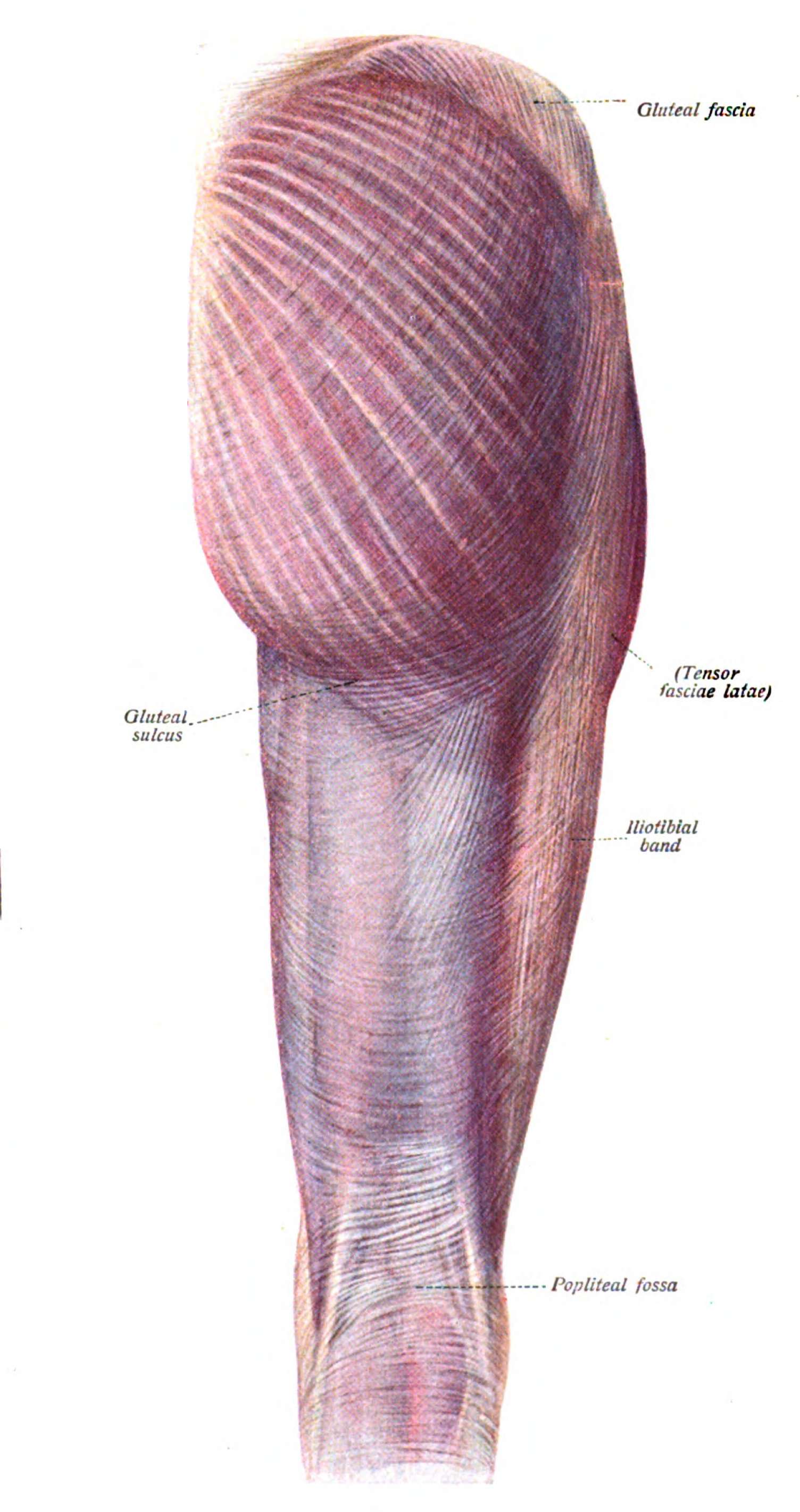 Fascia lata Ansicht von posterior