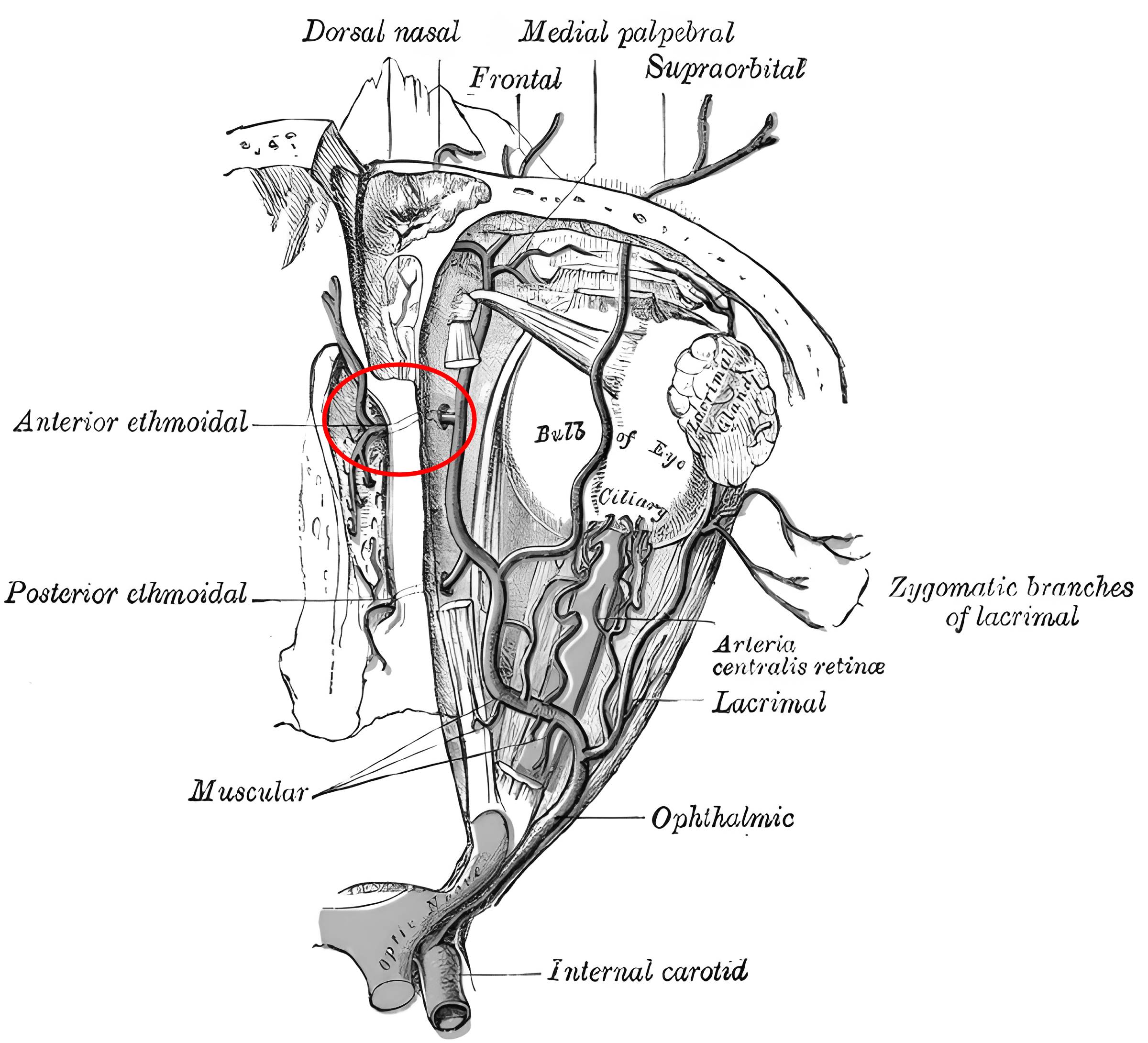 Foramen ethmoidale anterius