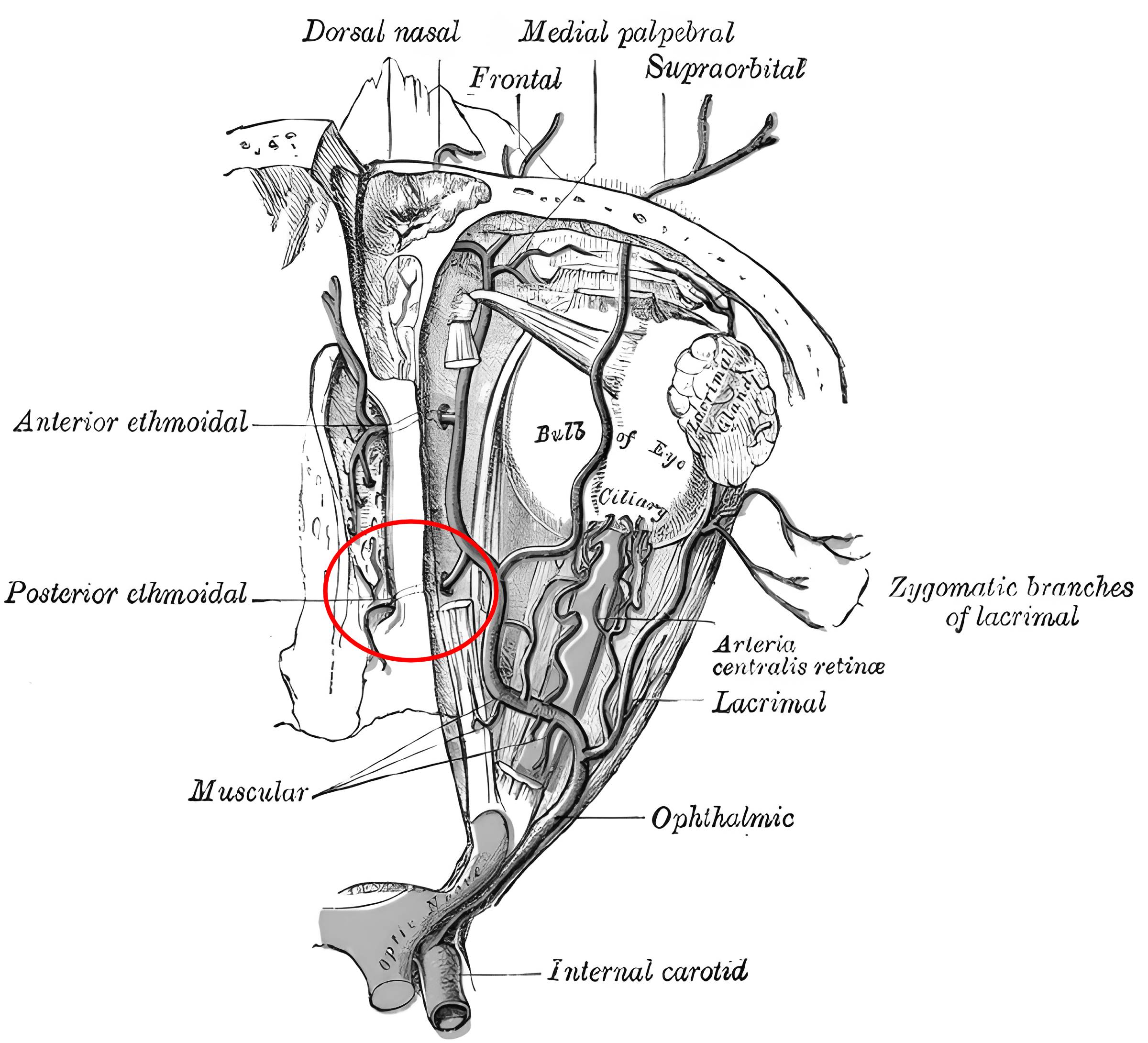 Foramen ethmoidale posterius
