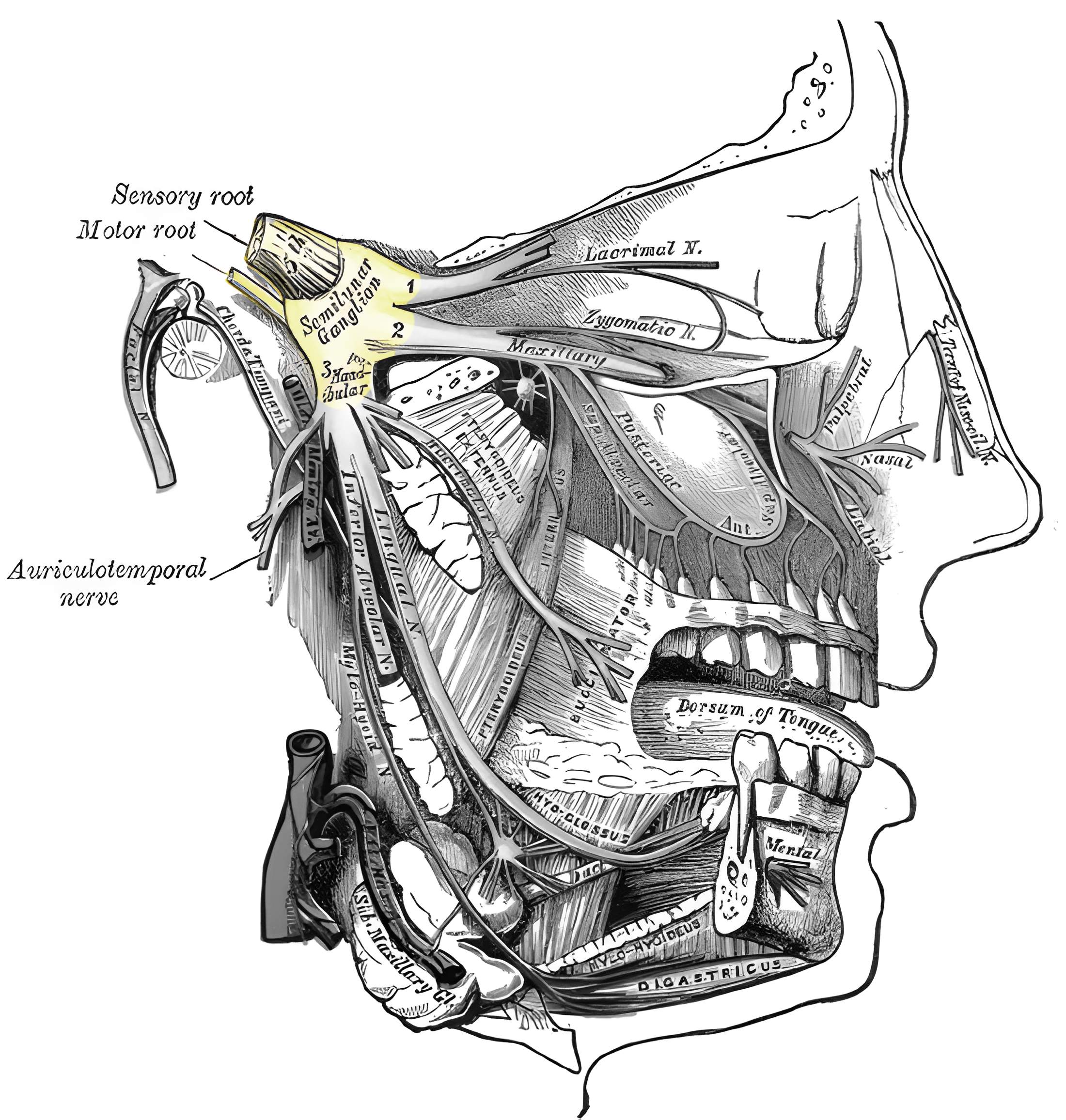 Ganglion trigeminale Grays Anatomy