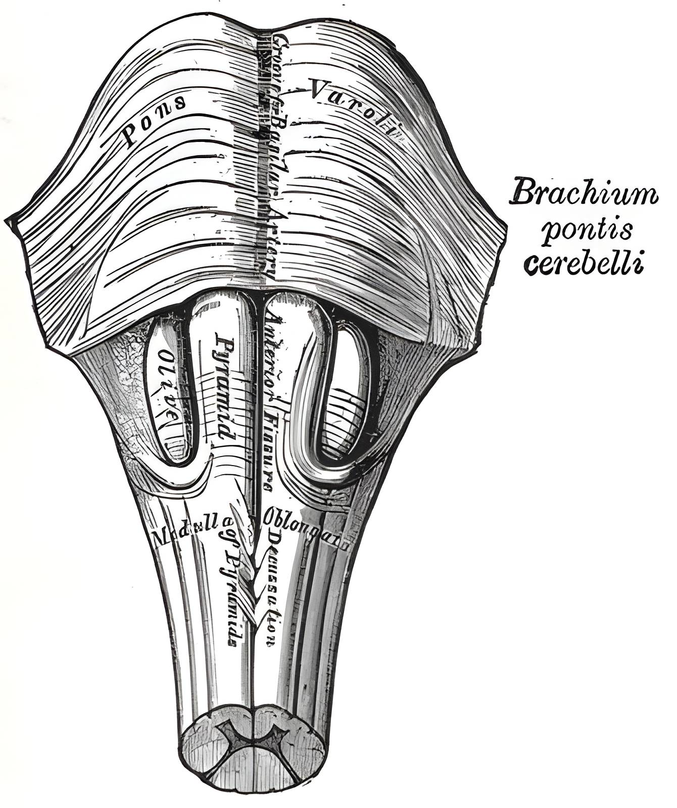 Grays Anatomy