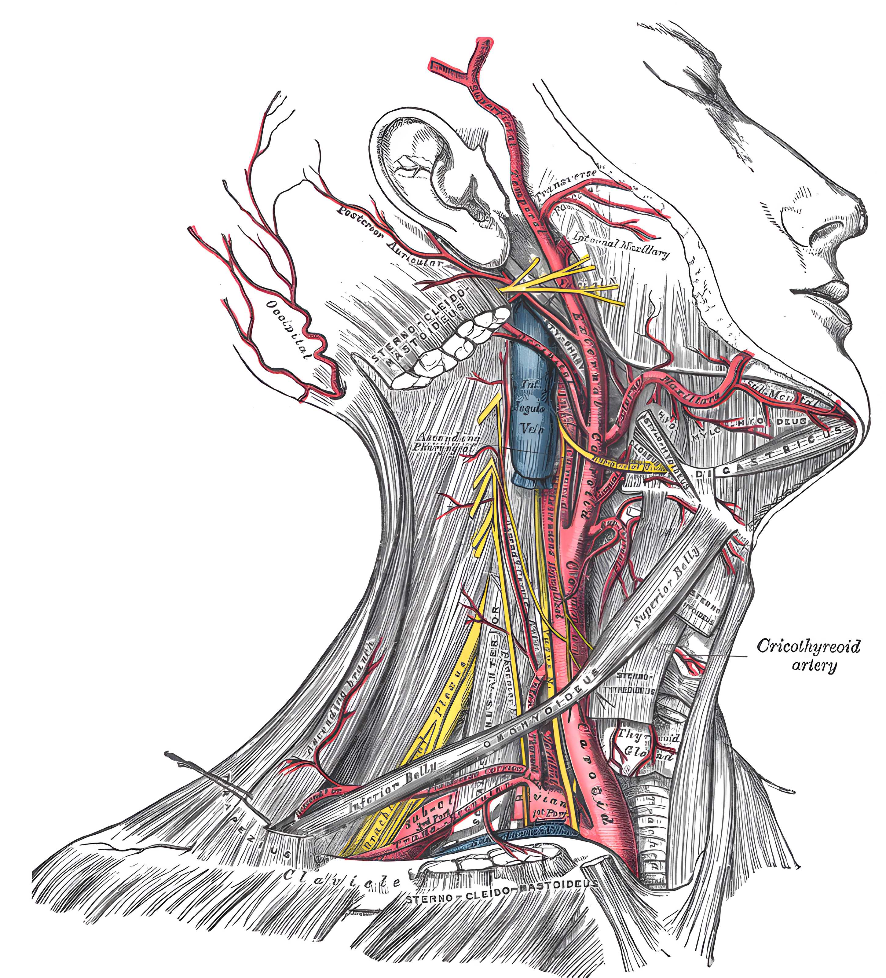 Grays Anatomy Figure 507