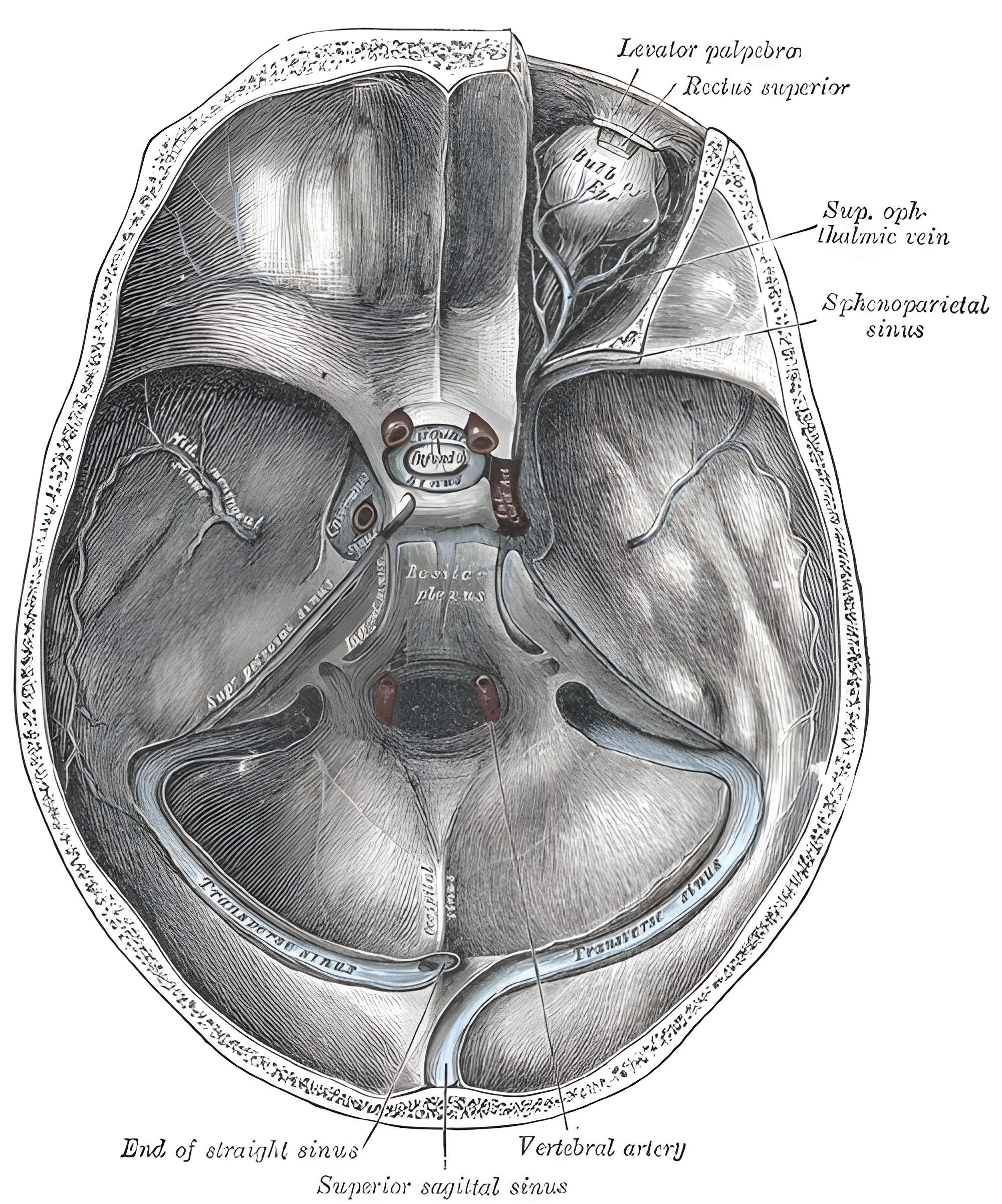 Grays Anatomy Figure 570