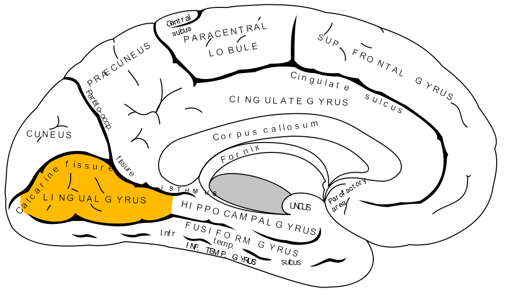 Gyrus lingualis