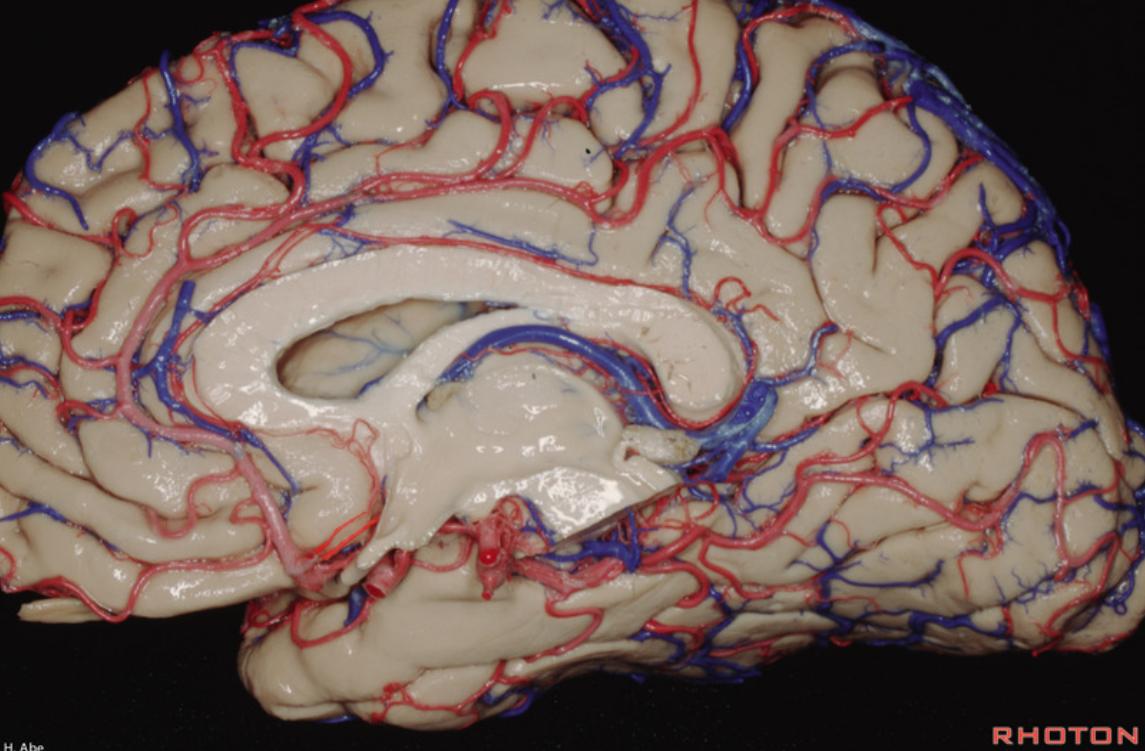 Arteria recurrens medial