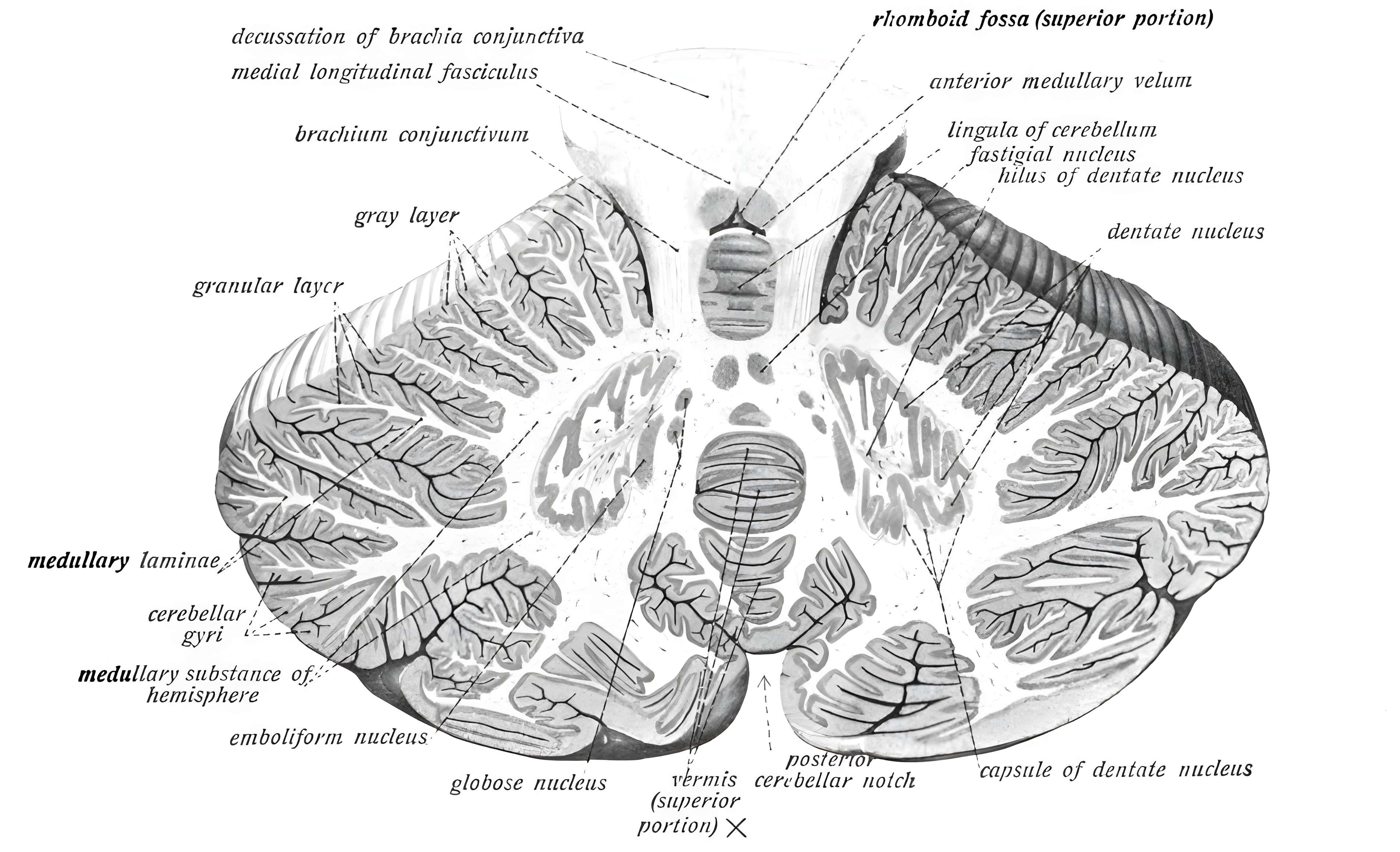 Kleinhirn Sobotta