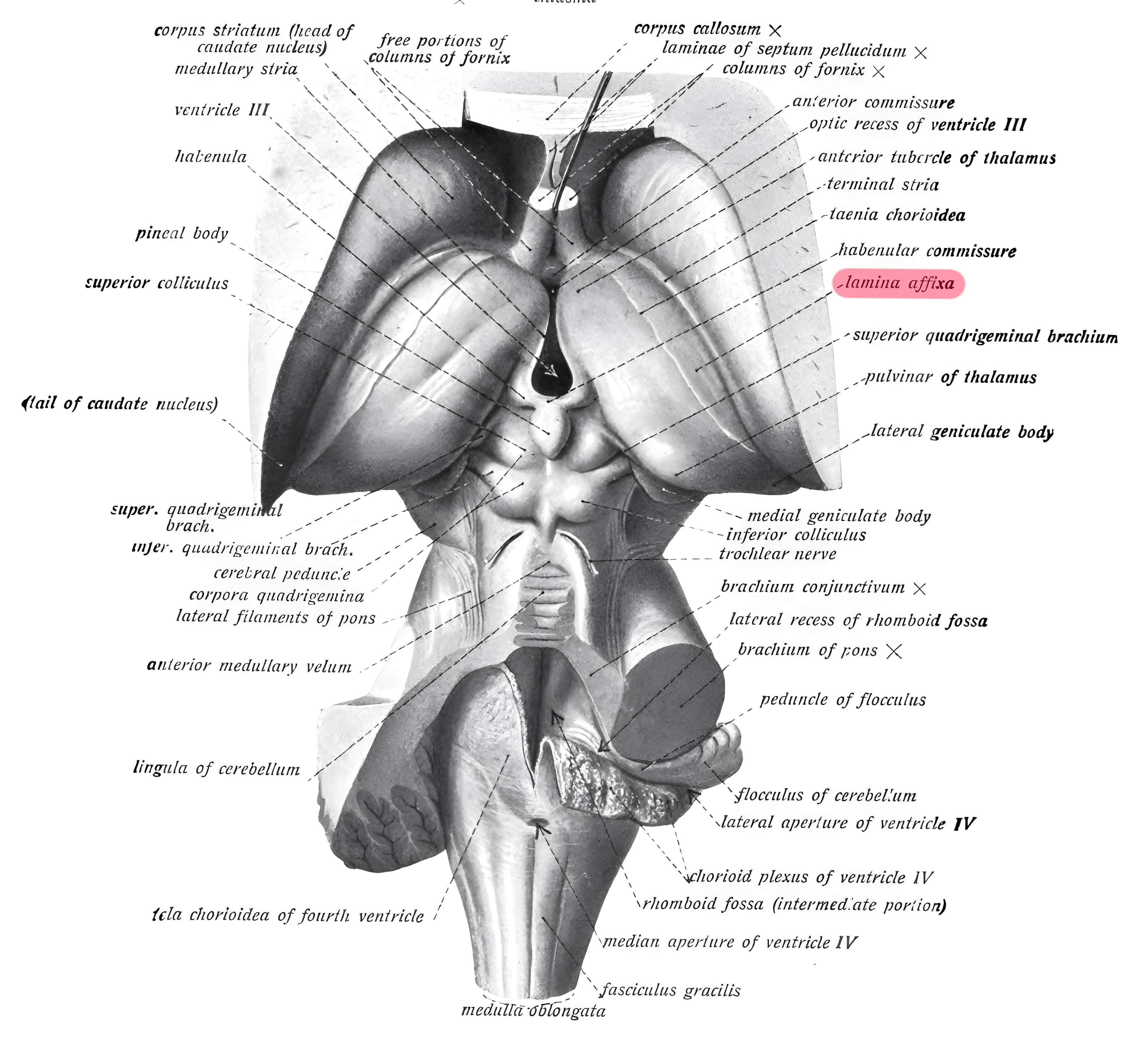 Lamina affixa Grays Anatomy