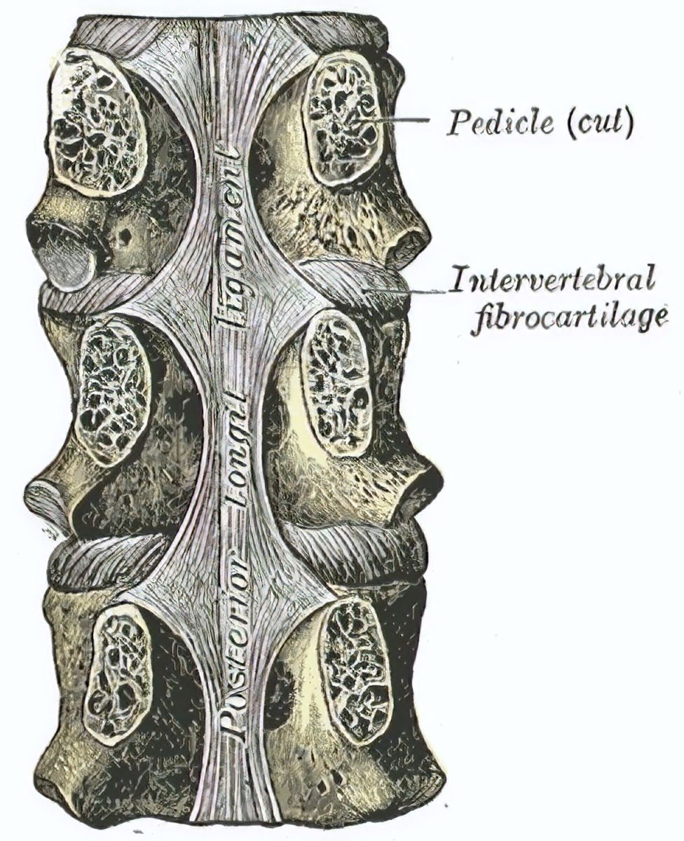 Ligamentum longitudinale posterius