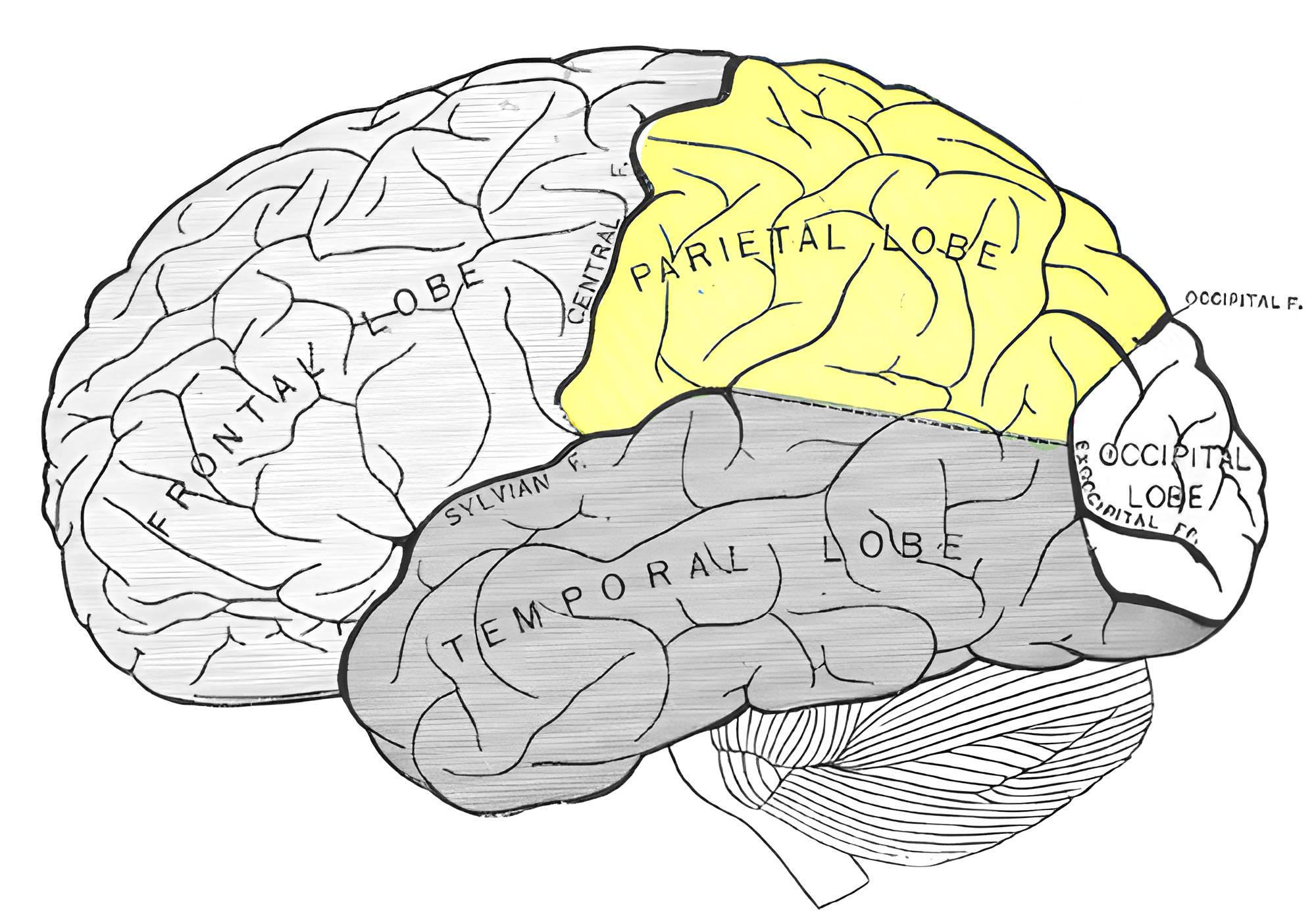 Parietal lobe