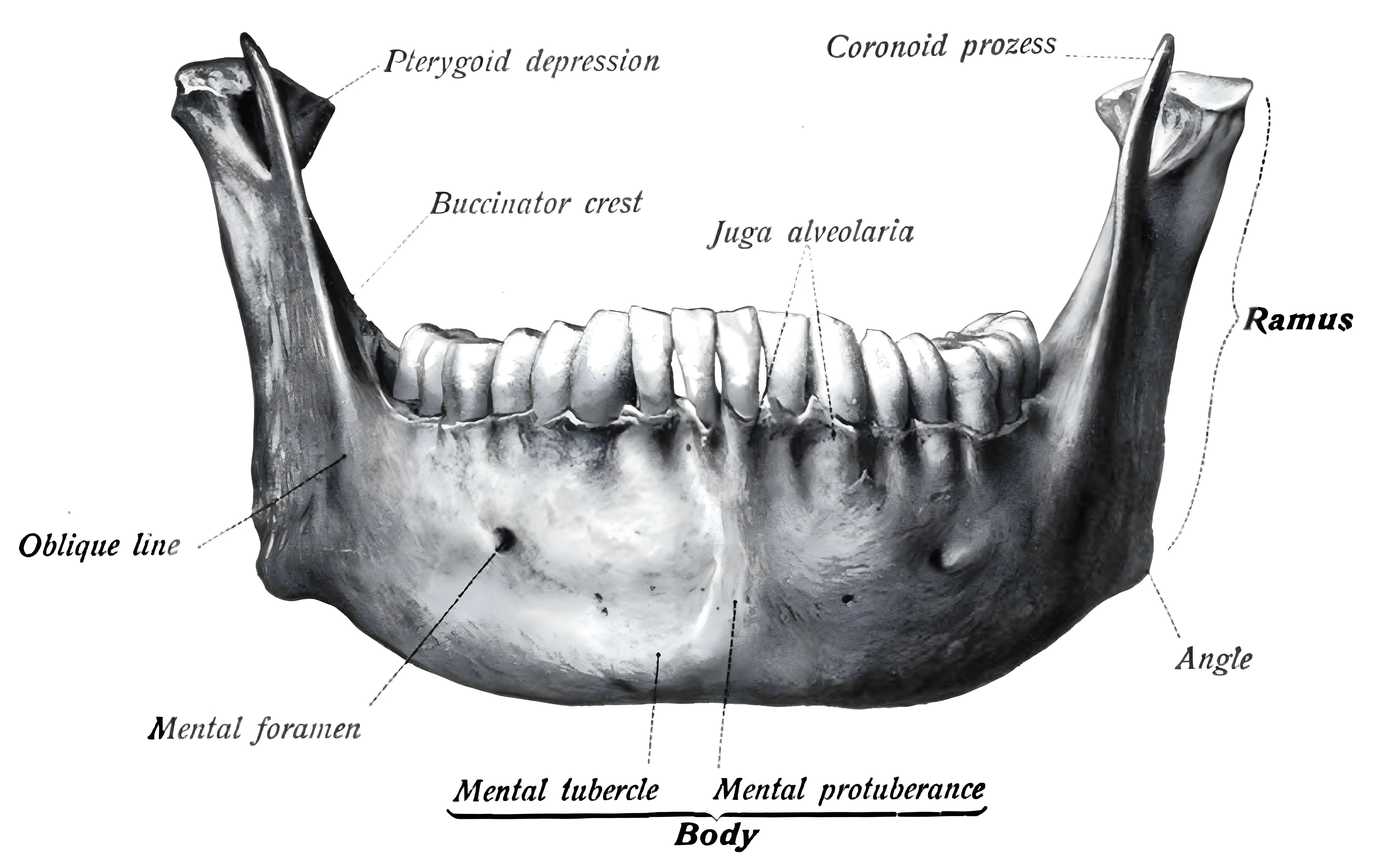 Mandibula anatomische Zeichnung