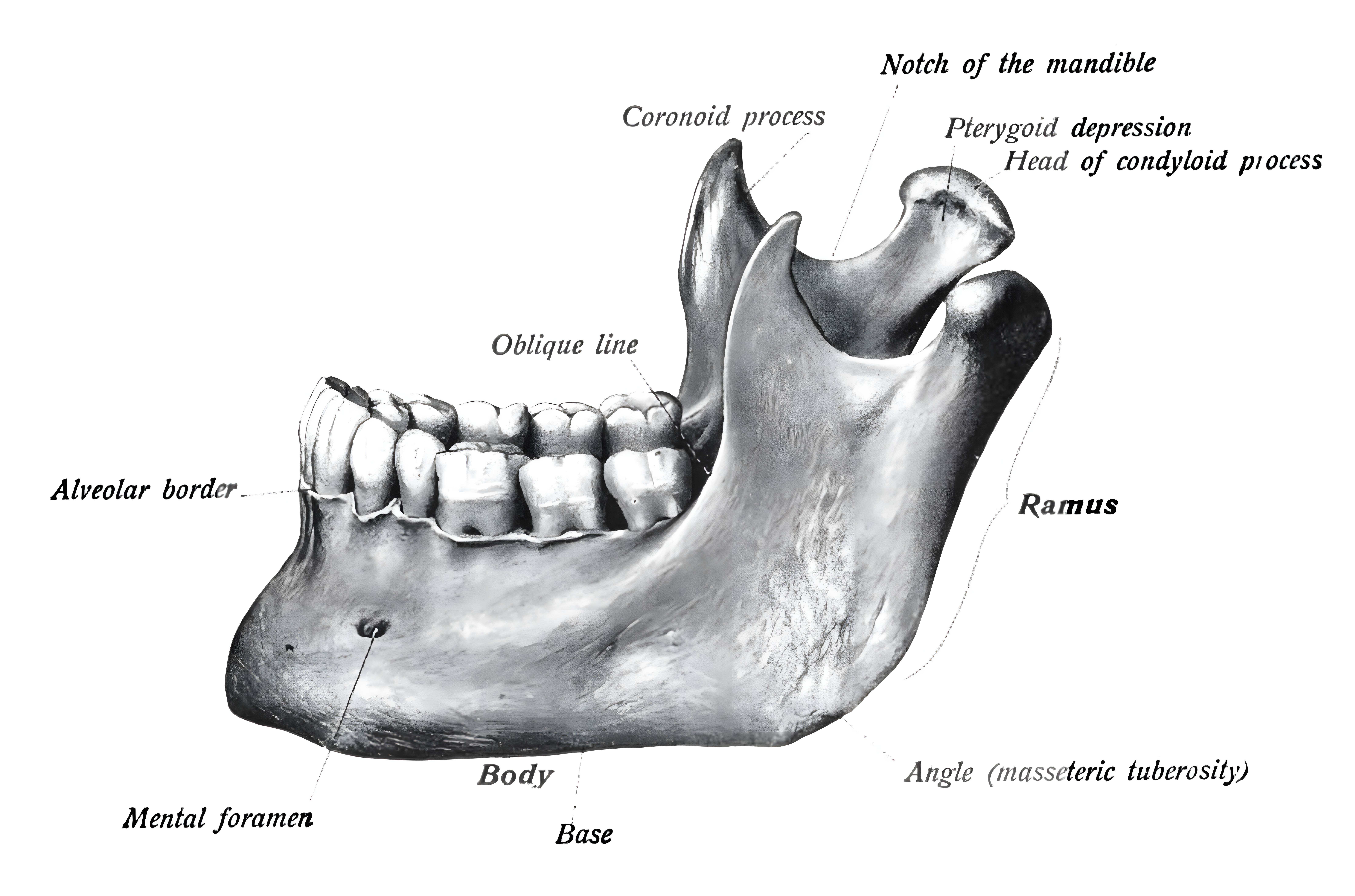 Mandibula anatomische Zeichnung