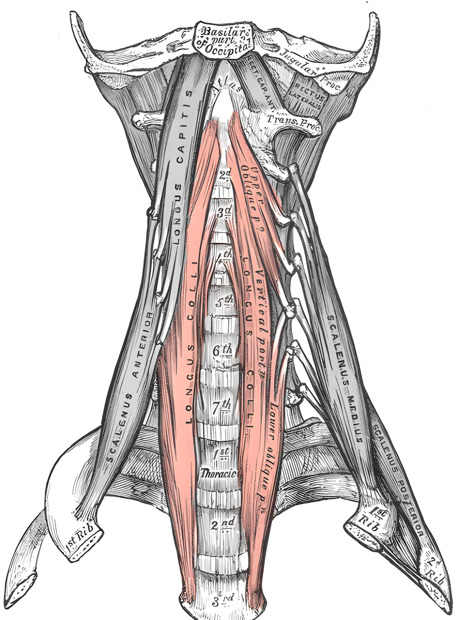 Musculus longus colli Abbildung