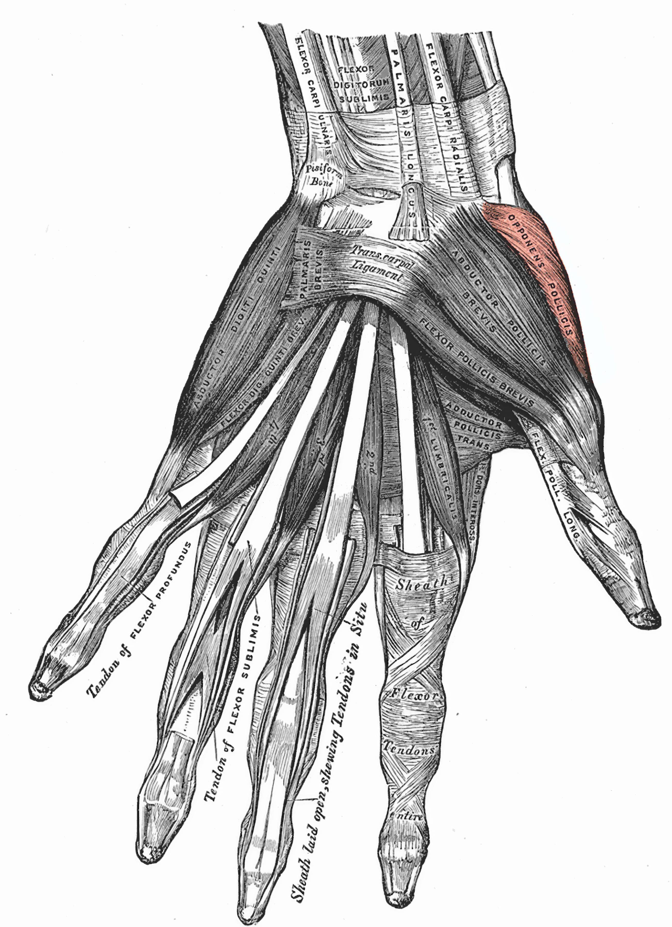 Musculus opponens pollicis