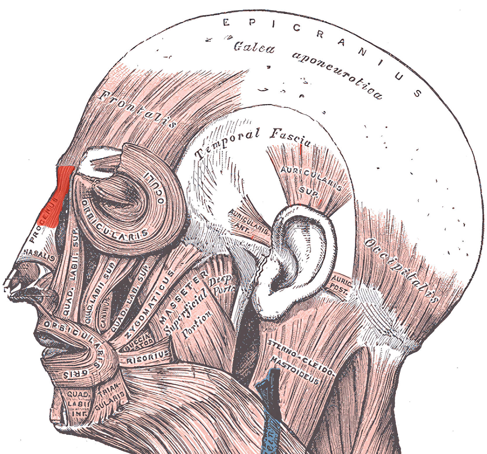 Musculus procerus