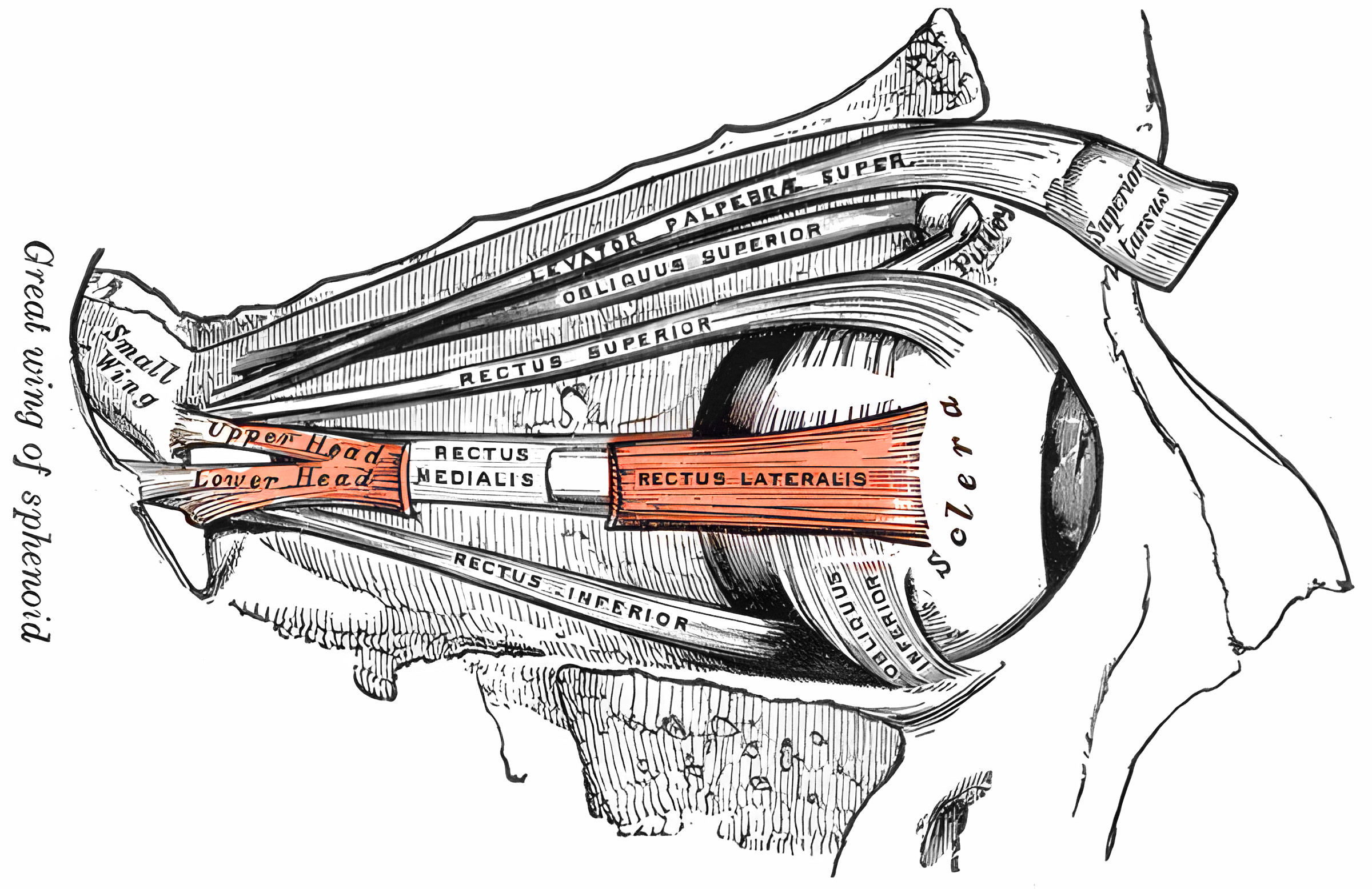 Musculus rectus lateralis - Ars Neurochirurgica