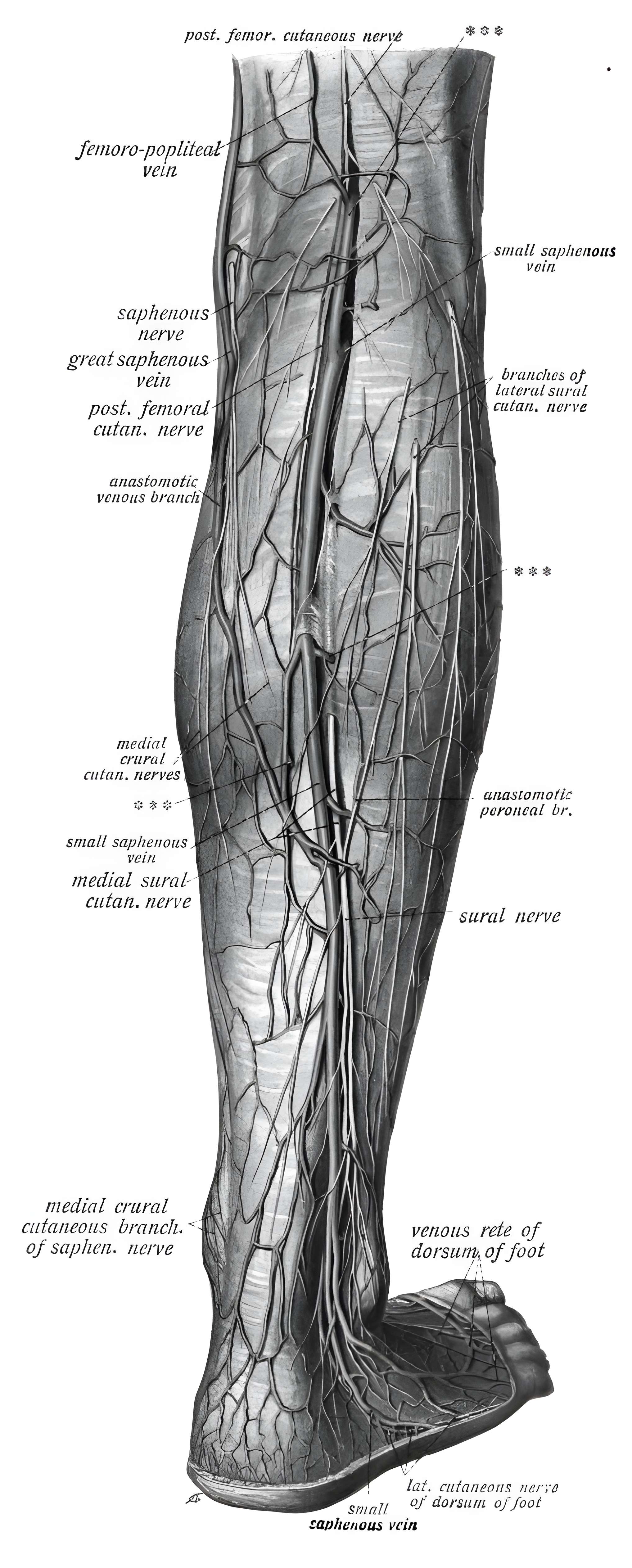 Nervus suralis Sobotta