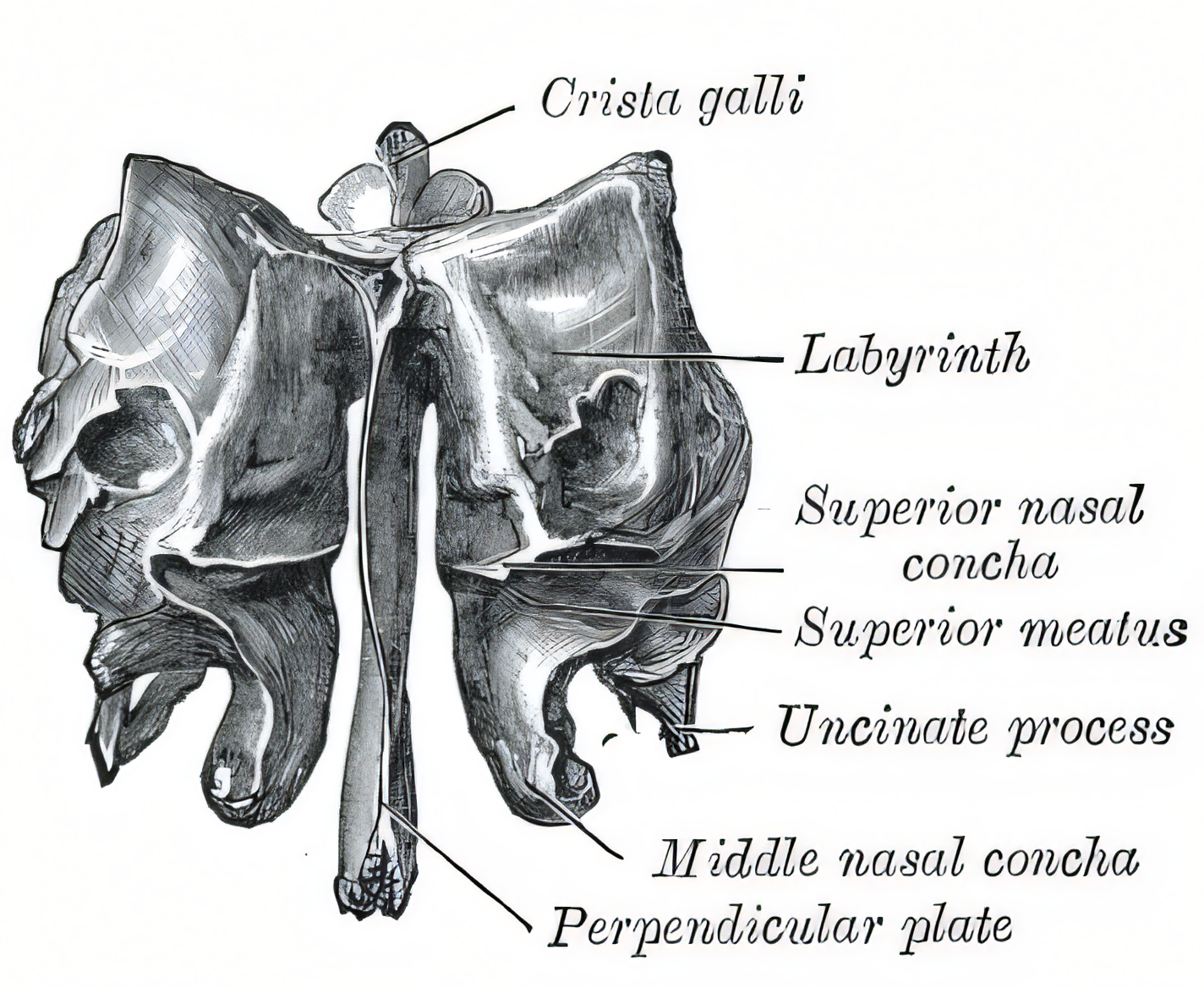 Ethmoid bone