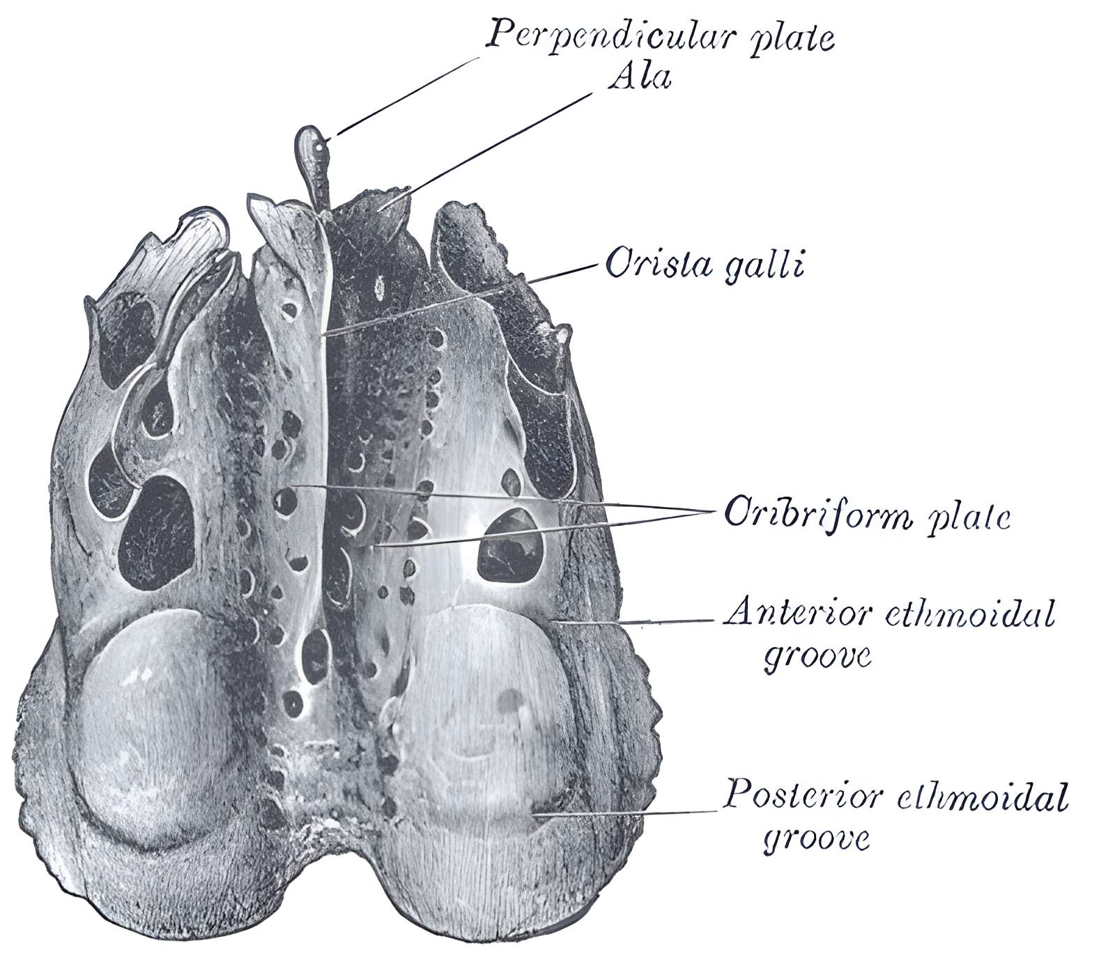 Ethmoid bone