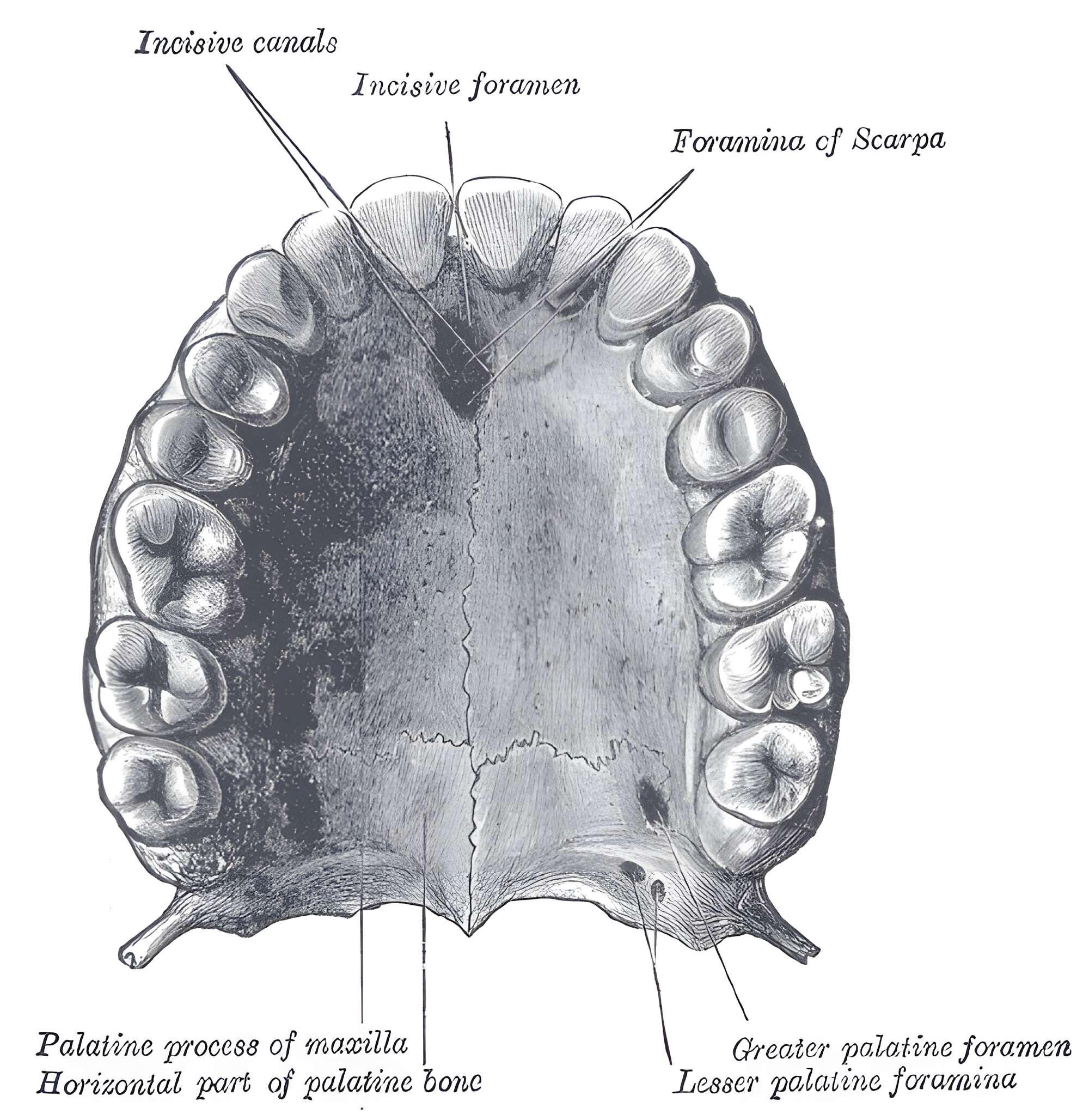 Os palatinum