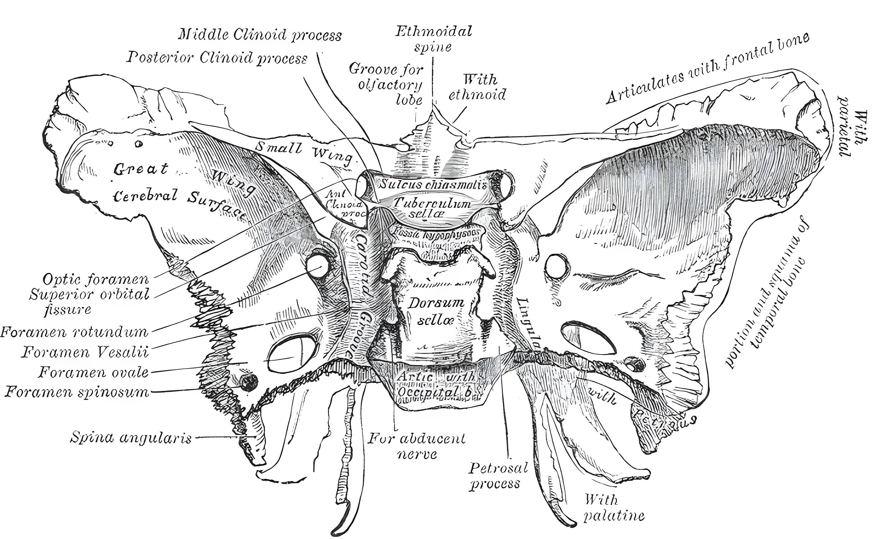 Os sphenoidale Grays Anatomy