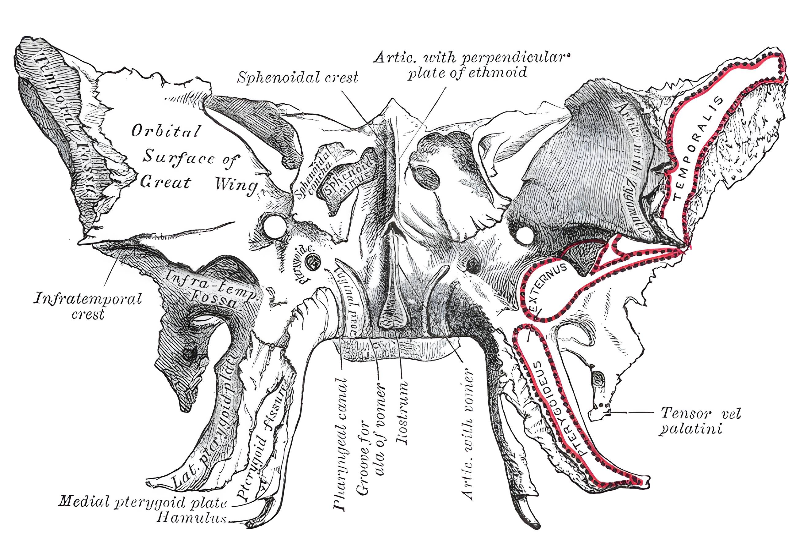 Os sphenoidale Grays Anatomy
