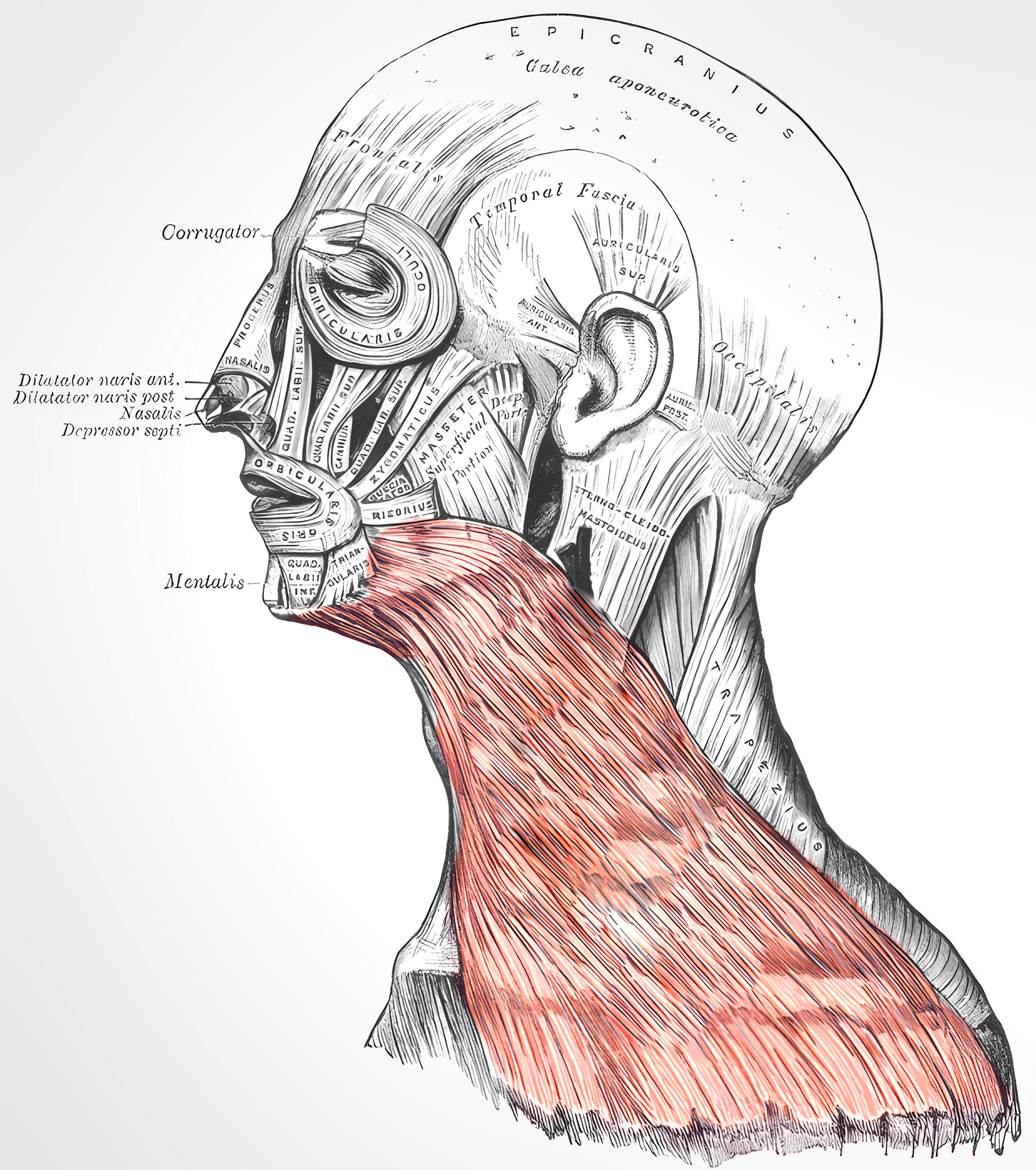 Platysma