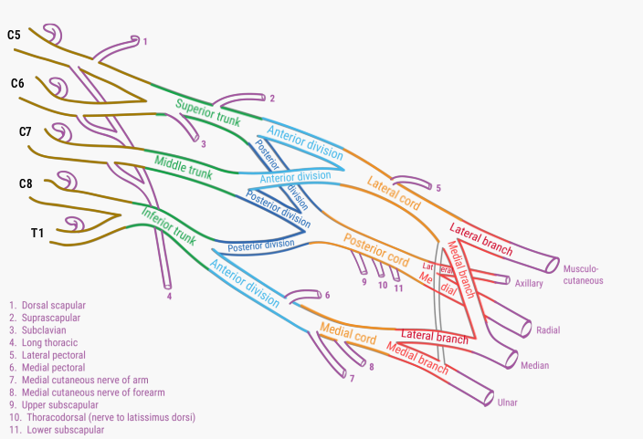 Plexus brachialis schematisch