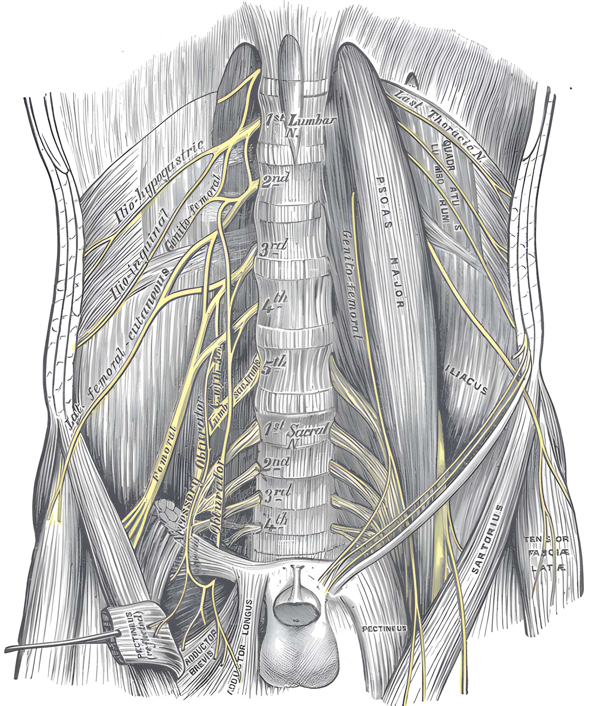Plexus lumbalis