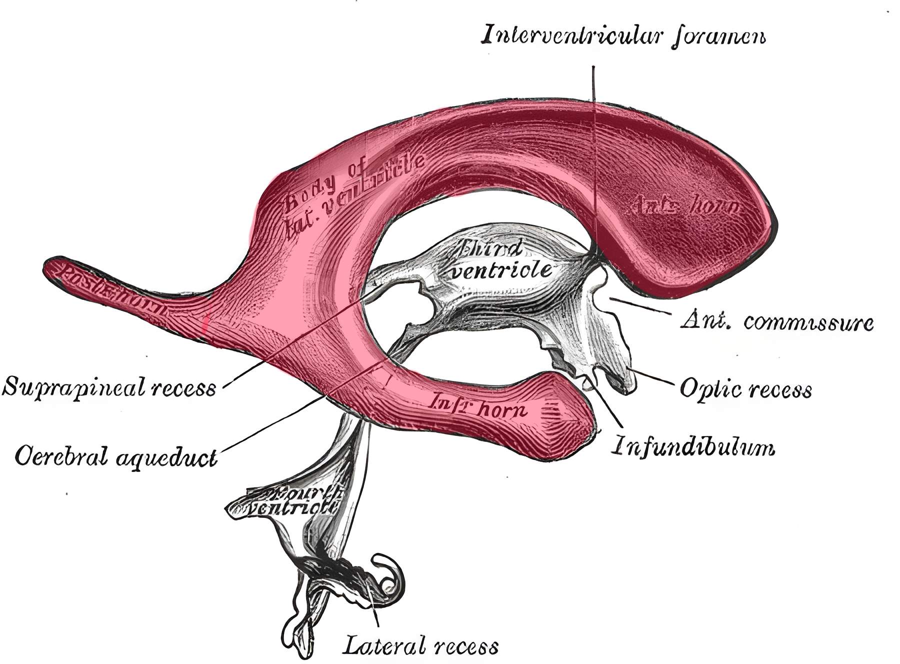 Seitenventrikel anatomische Zeichnung