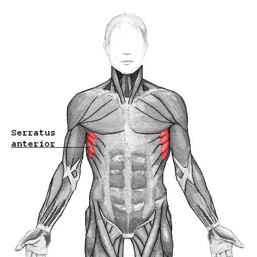 Musculus serratus anterior