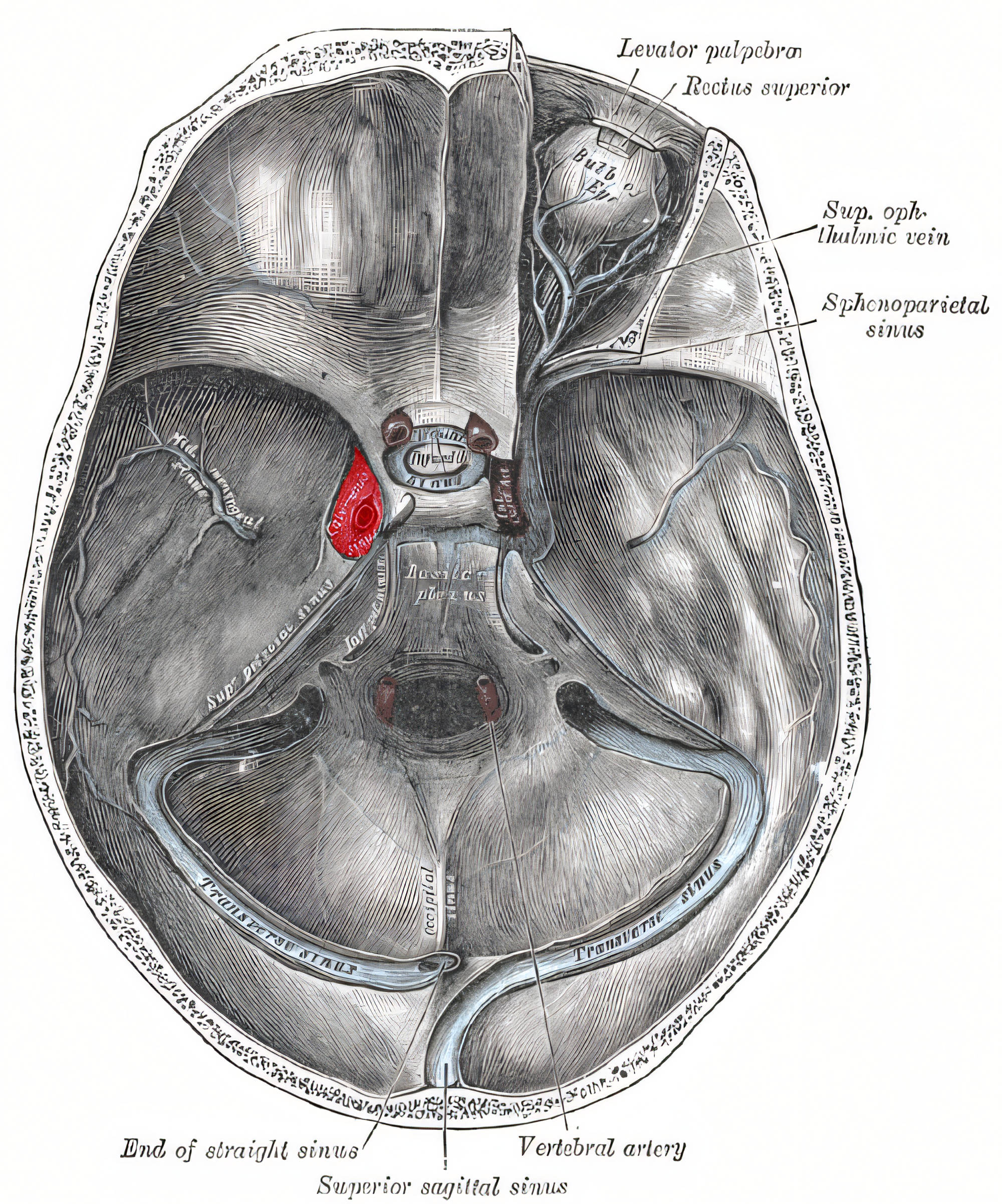 Sinus cavernosus Grays Anatomy
