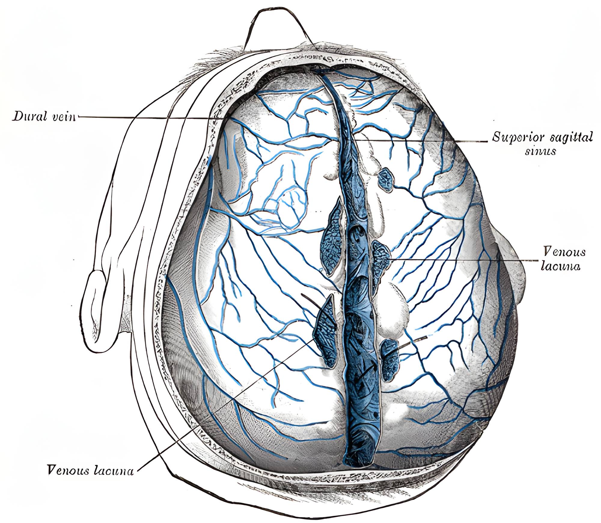 Sinus sagittalis superior