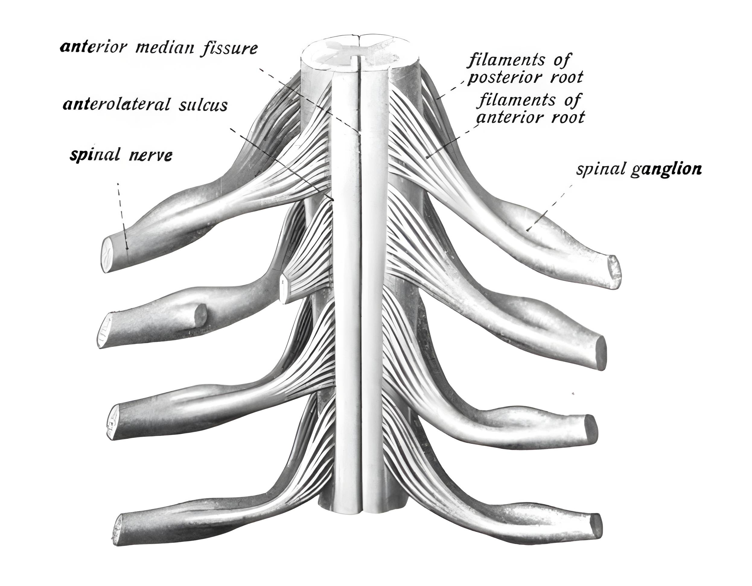 Spinalnerv anatomische Zeichnung