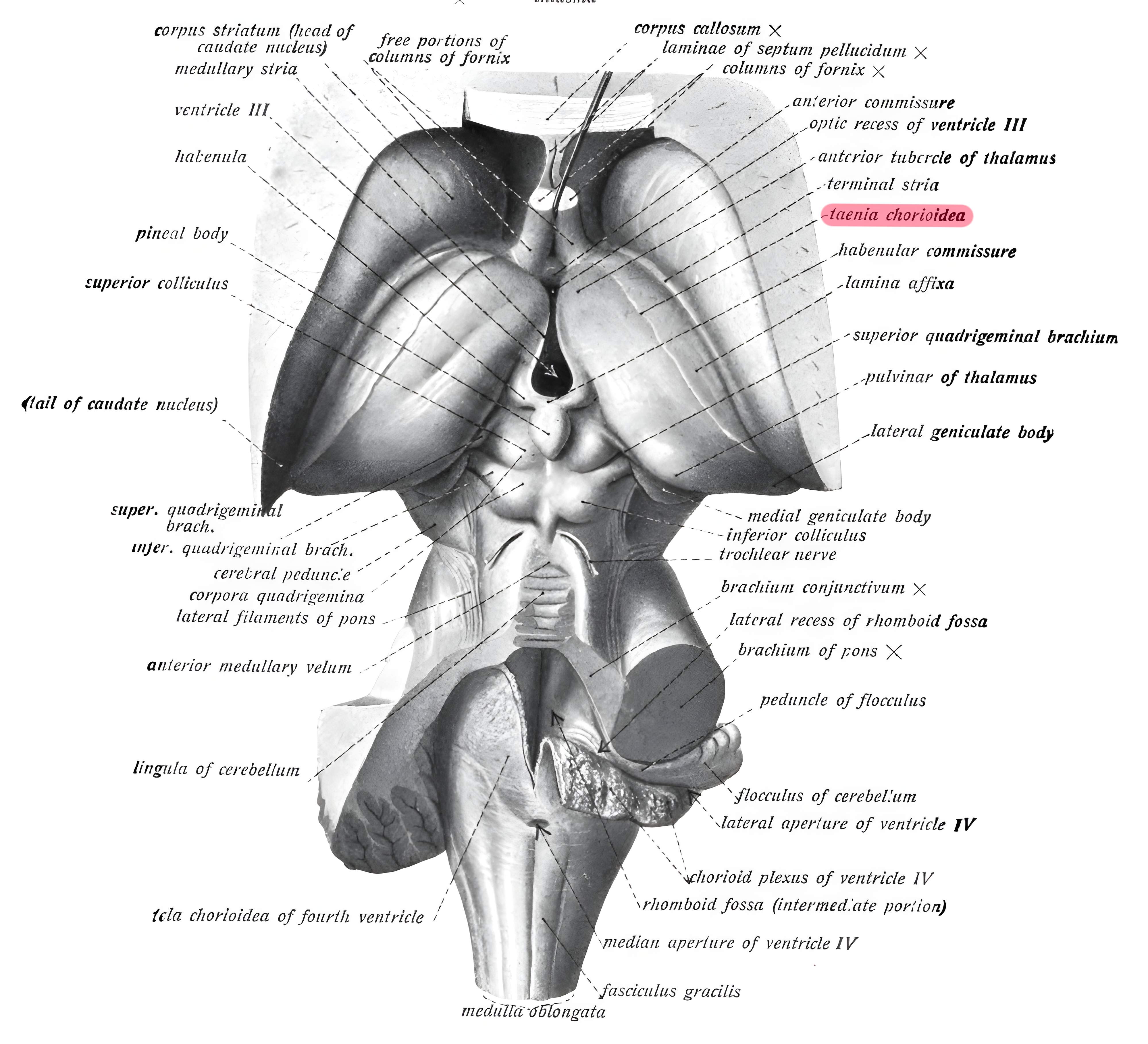 Taenia choroidea Grays Anatomy