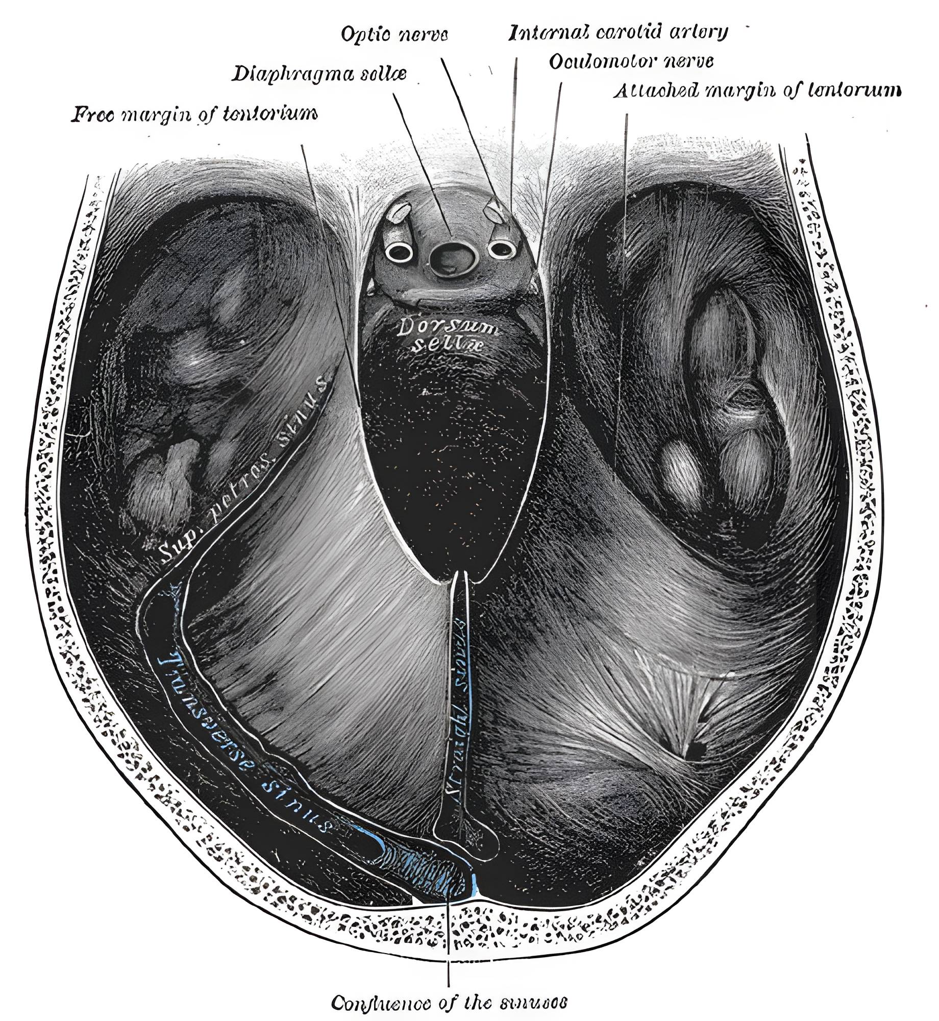 Tentorium cerebelli