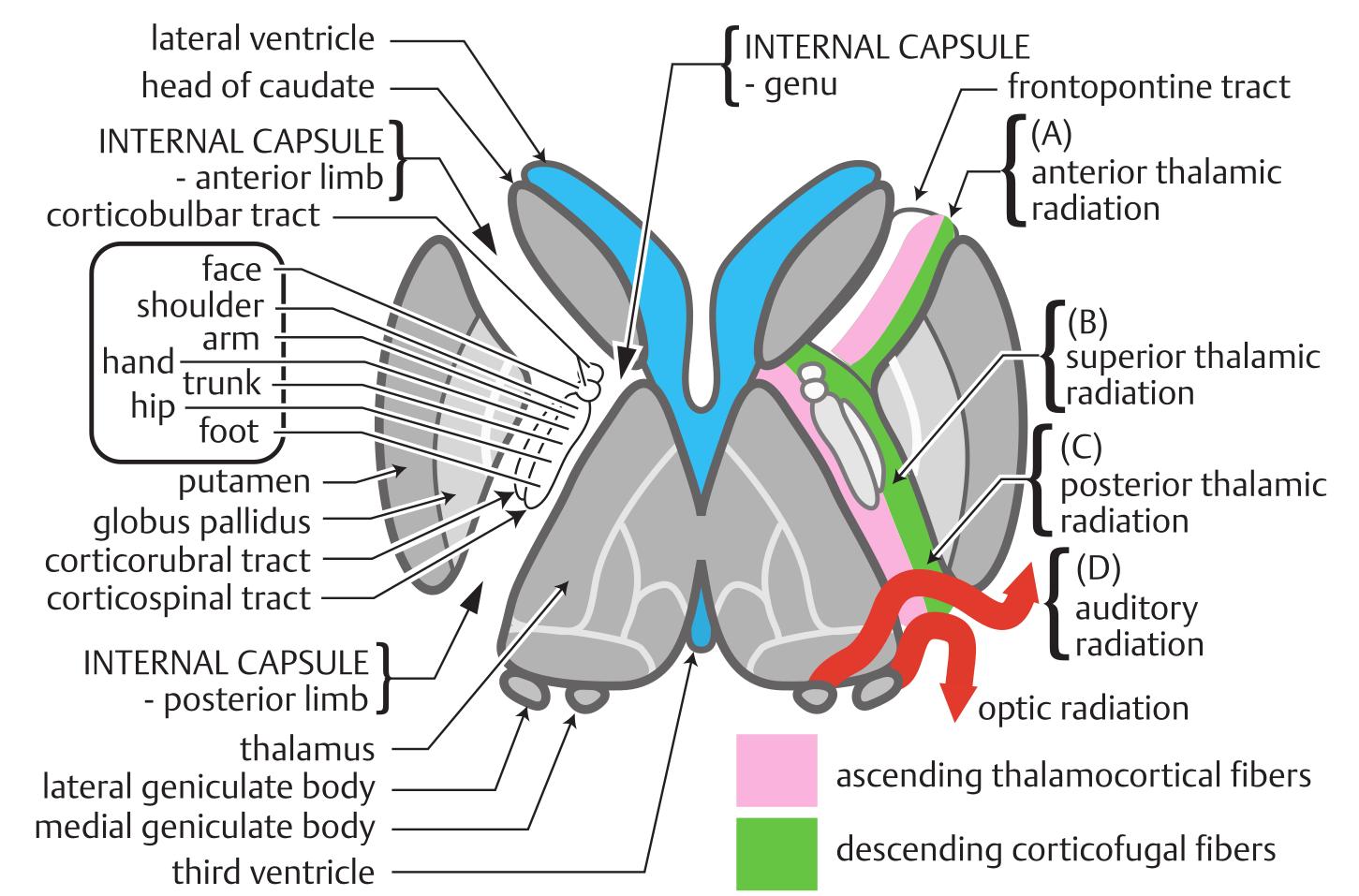Anatomische Inhalte der Capsula interna