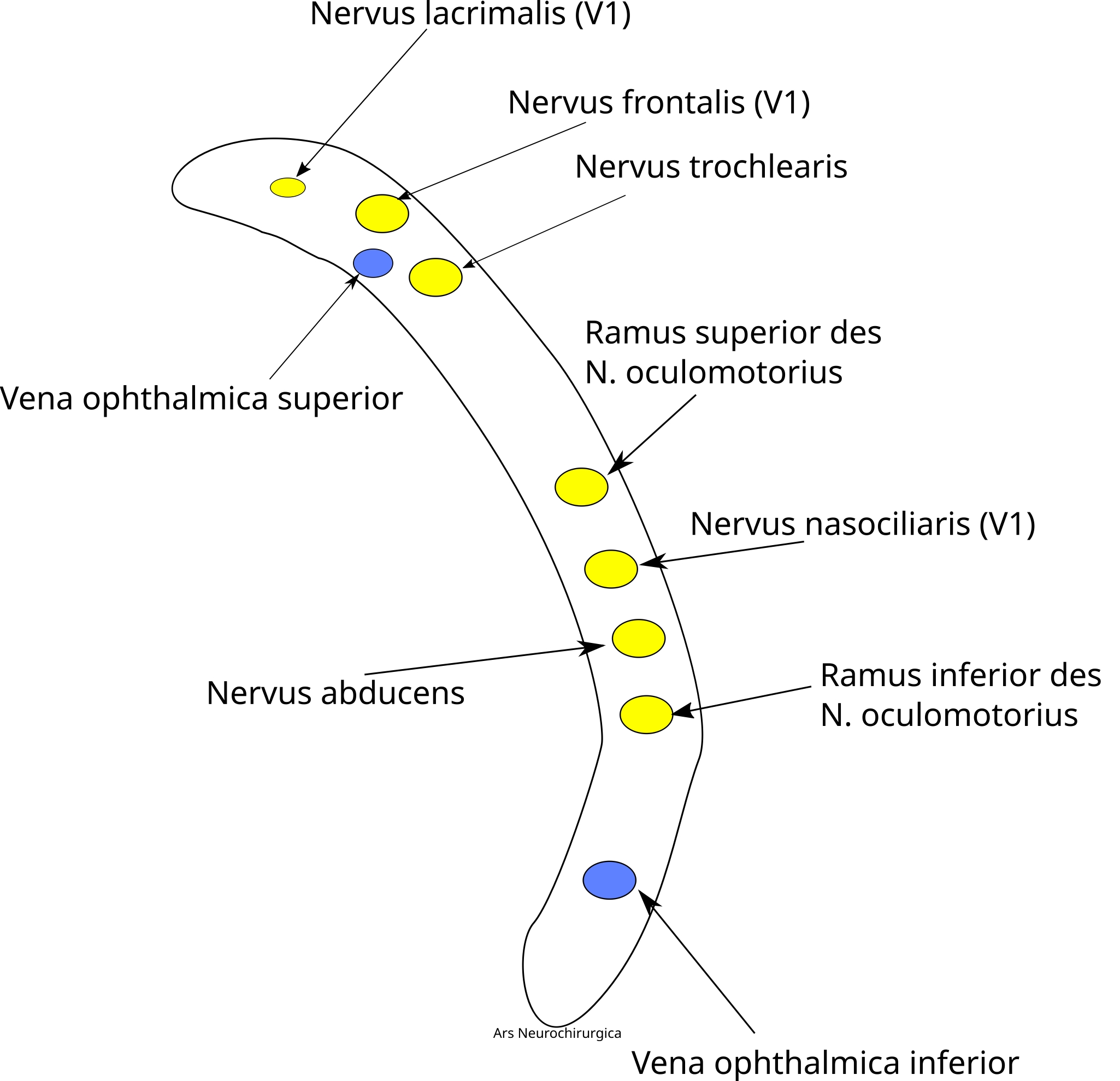 Fissura orbitalis superior schematisch