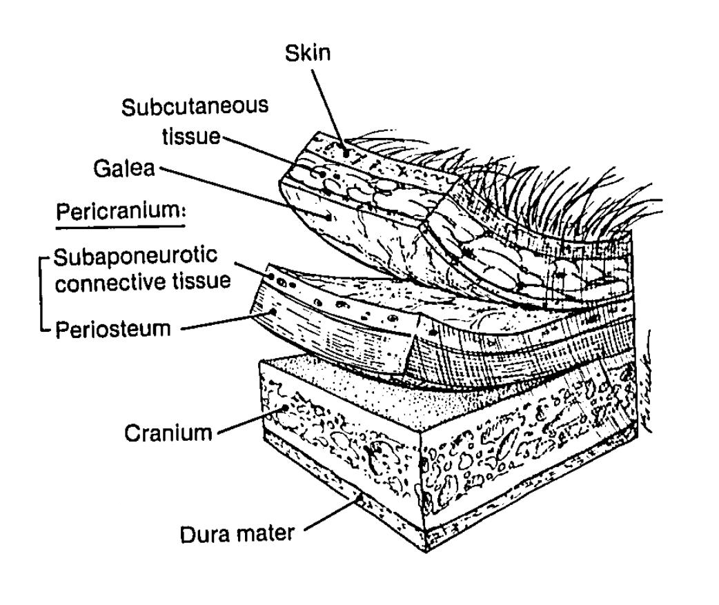 Neurokranium Schichten